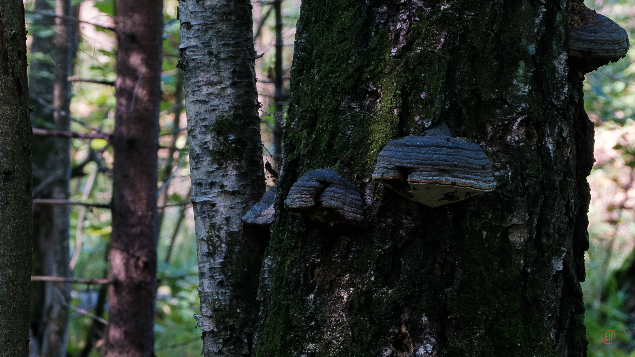 За грибами 13.09.2023. Фотограф в Москве