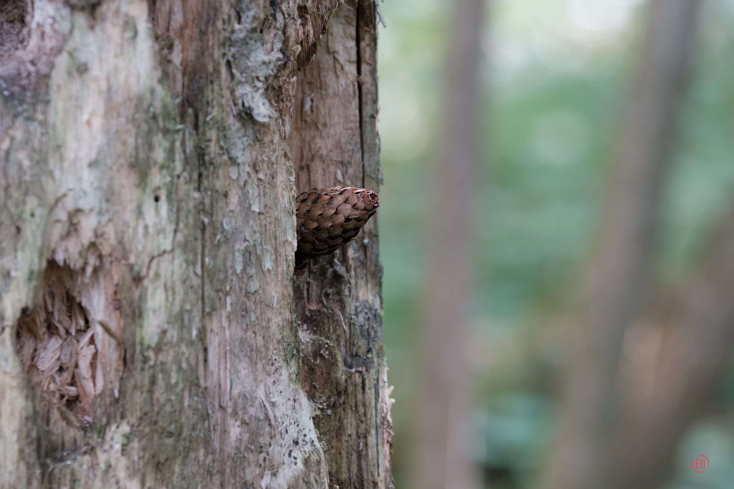 За грибами 13.09.2023. Фотограф в Москве