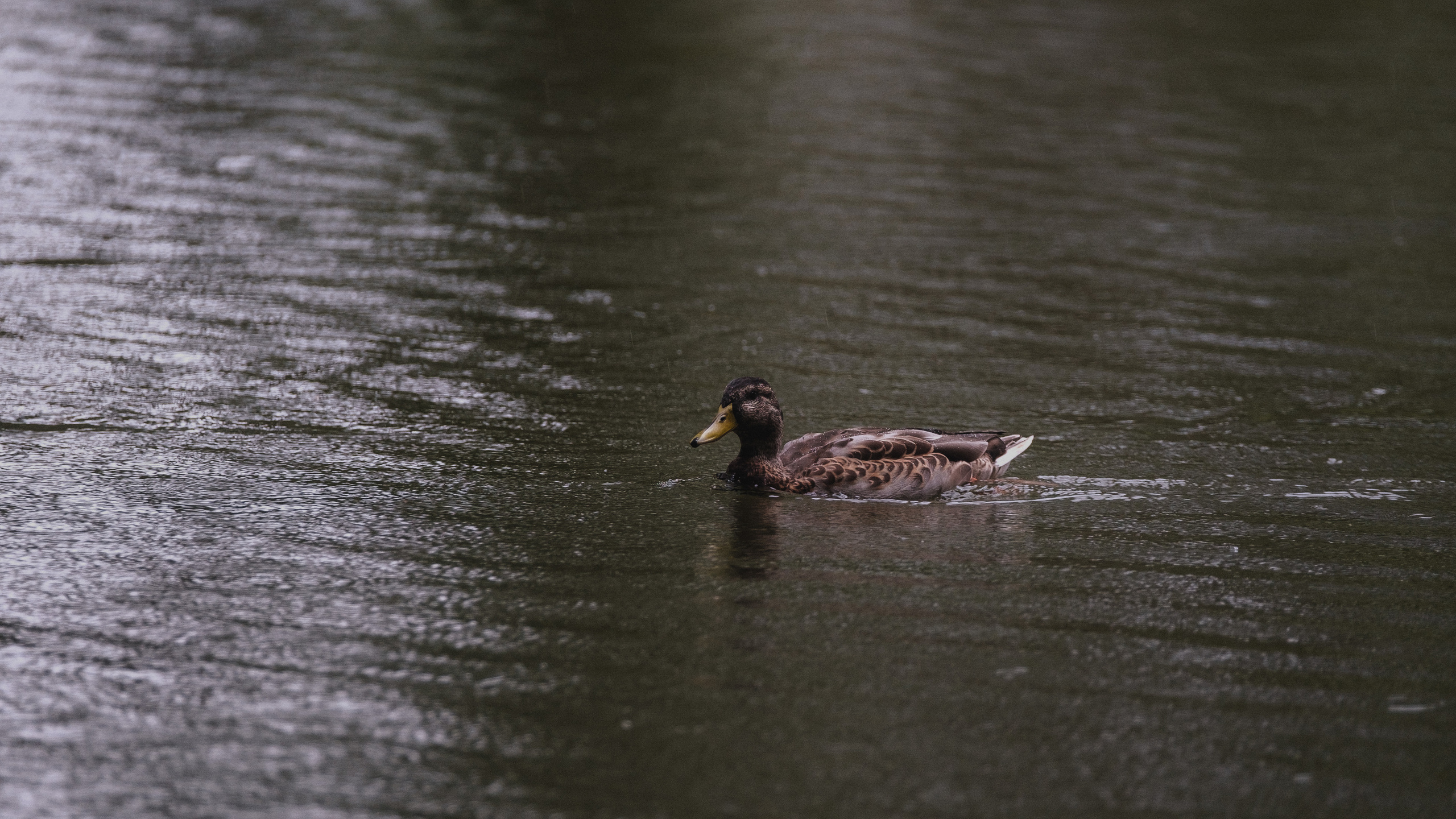 Парк Тропарёво 26.08.2023. Фотограф в Москве