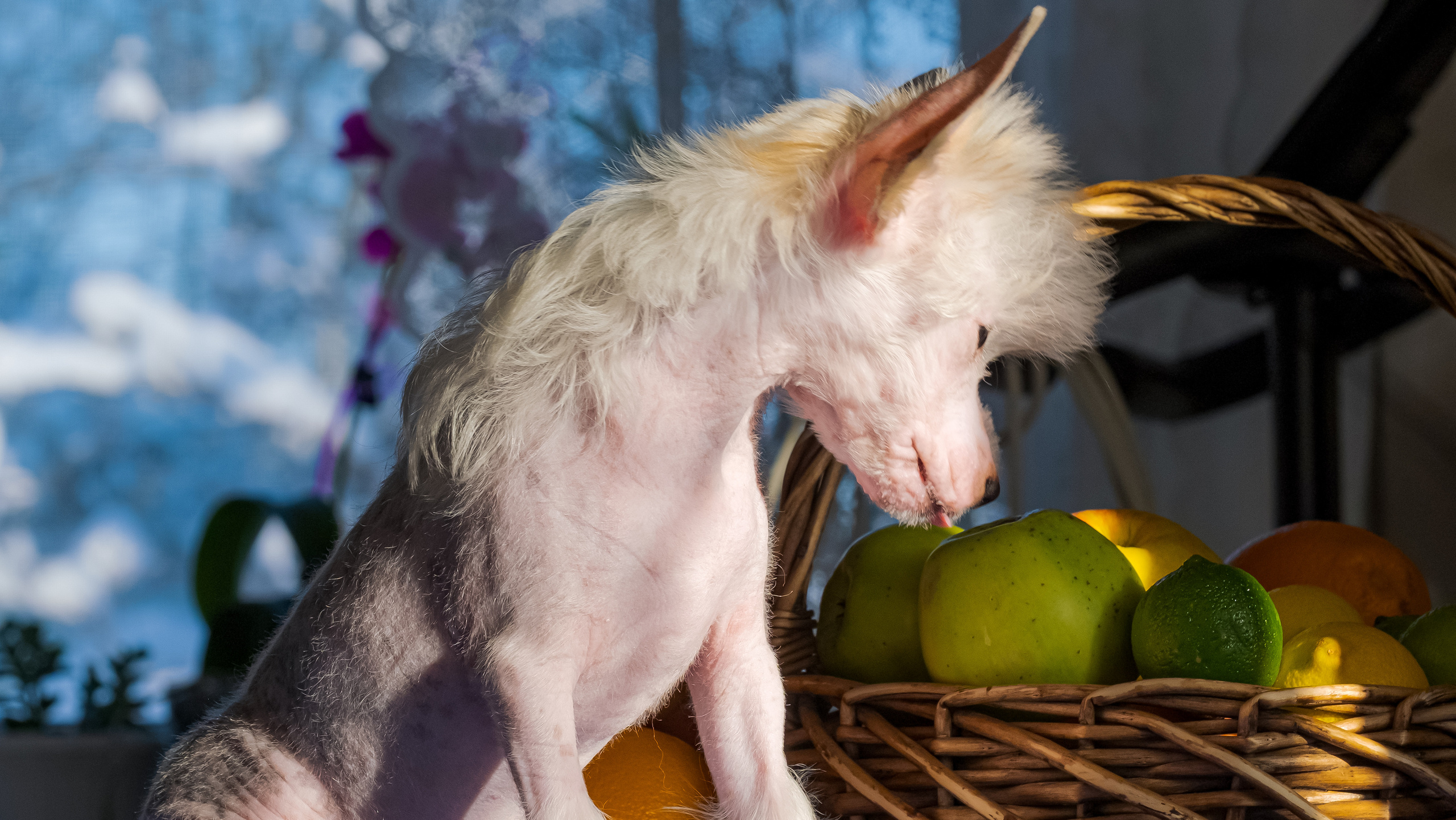 Шоу Галактика 17.01.2021. Фотограф в Москве