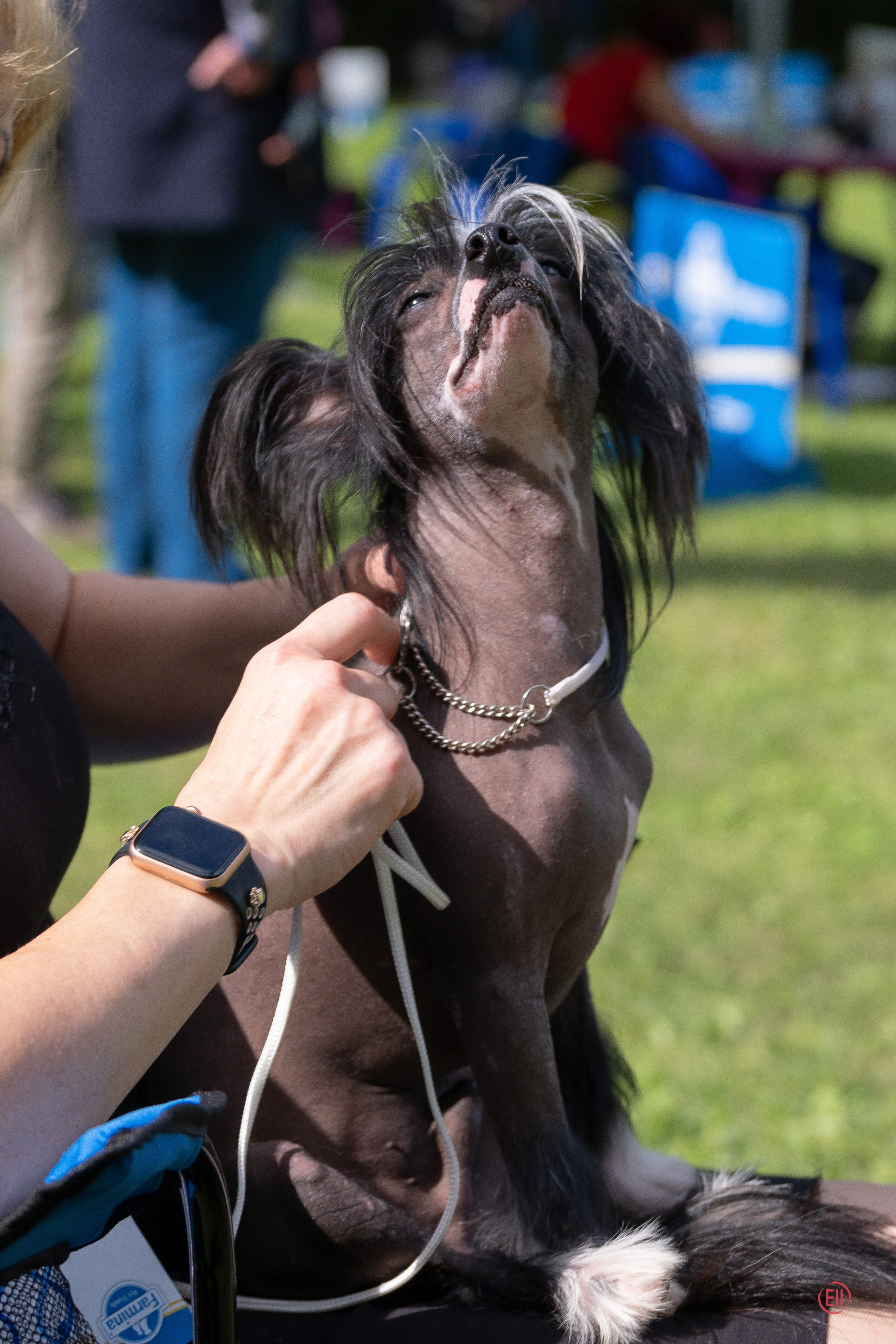 китайская хохлатая на руках хозяйки