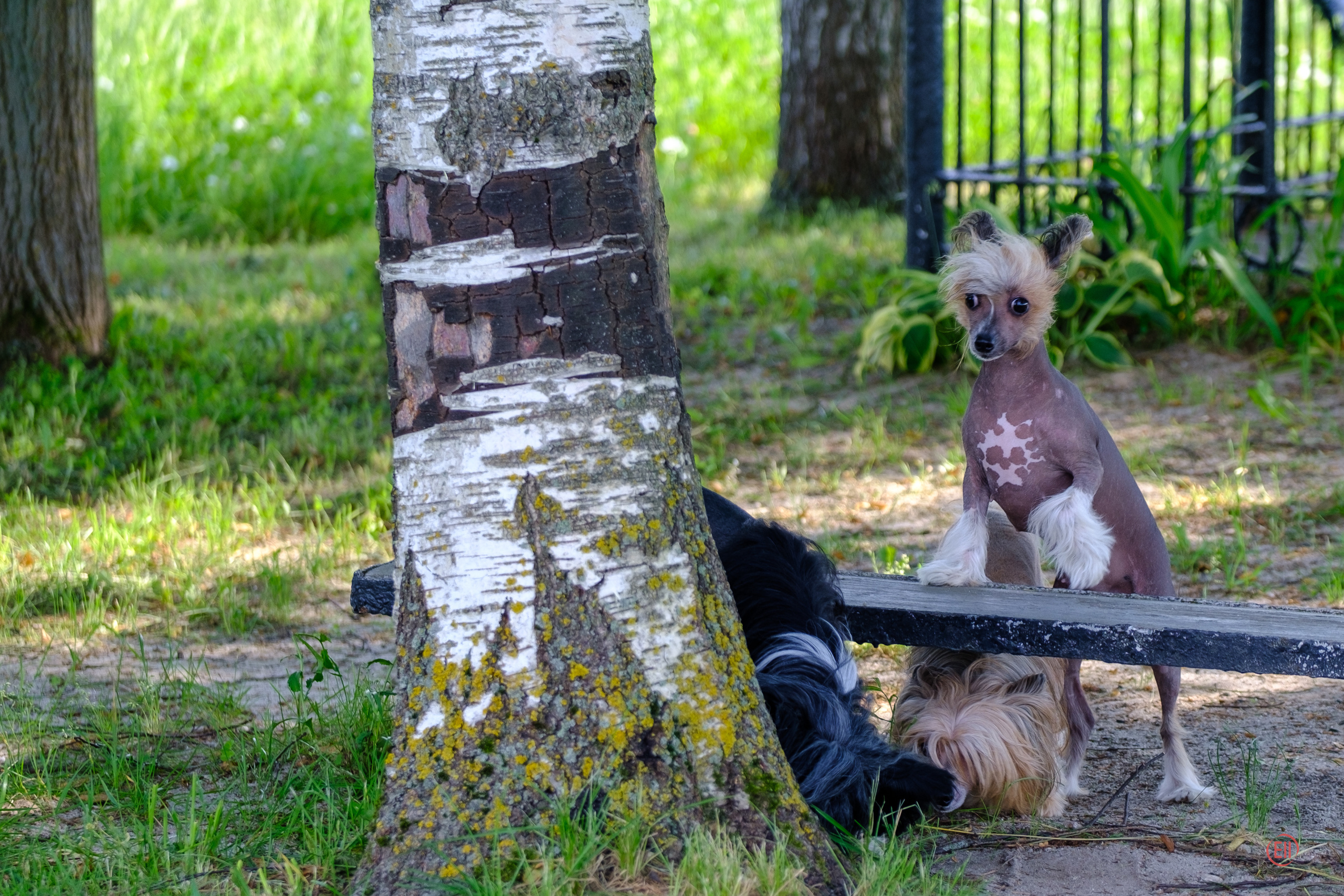 Poale Ell 24.06.2020. Фотограф в Москве
