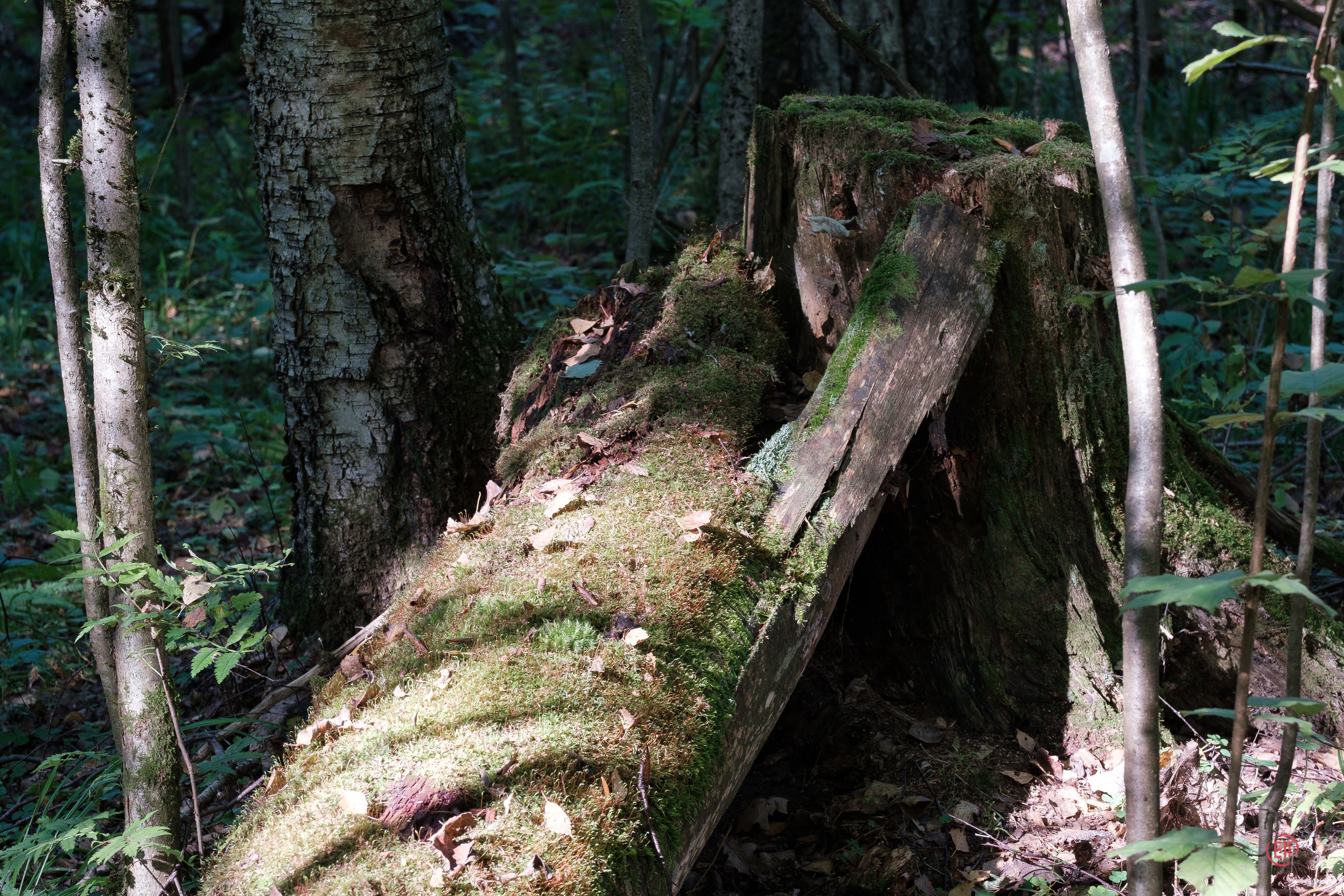 За грибами 13.09.2023. Фотограф в Москве