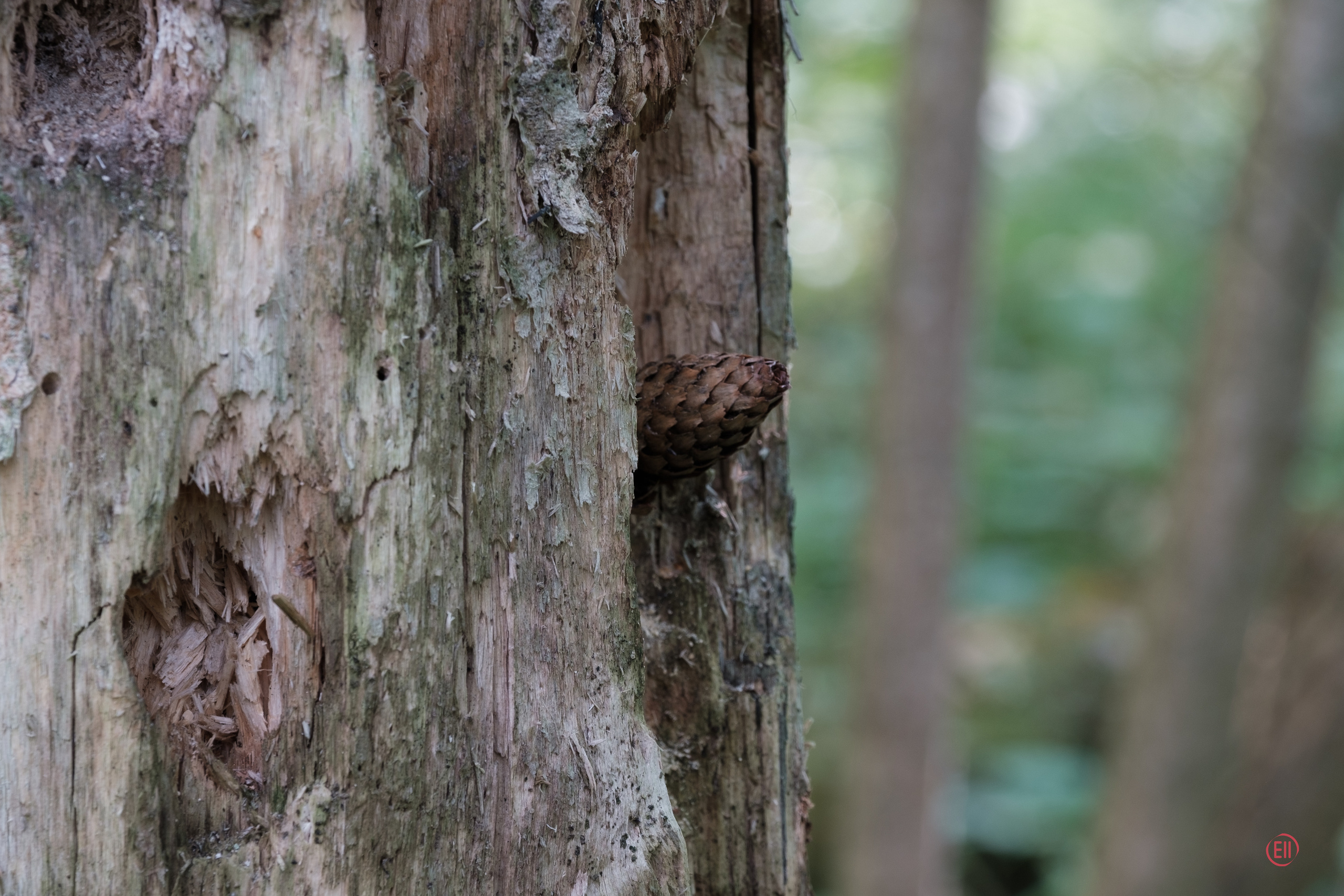 За грибами 13.09.2023. Фотограф в Москве