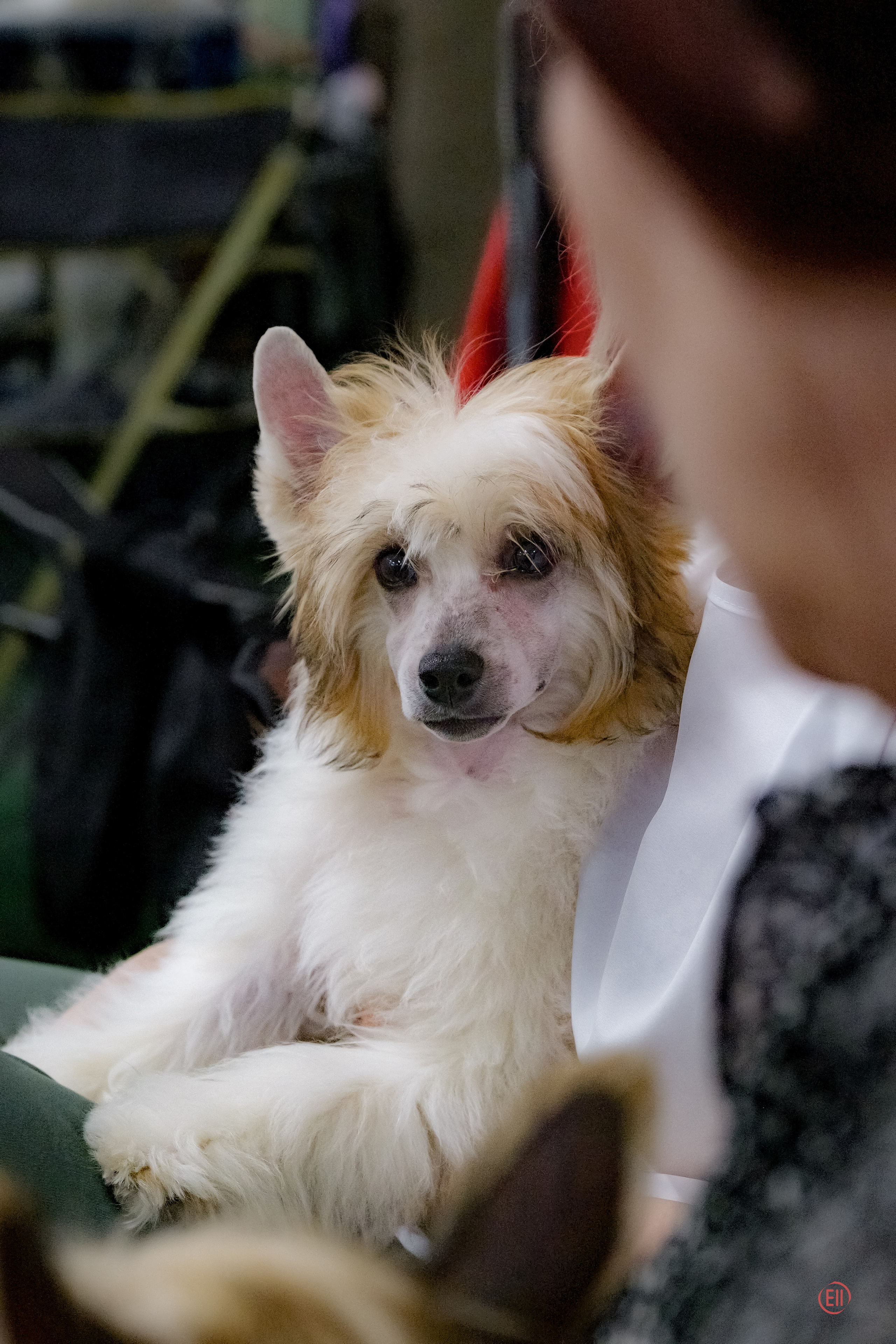 Национальная Выставка Породы 27.05.2023. Фотограф в Москве