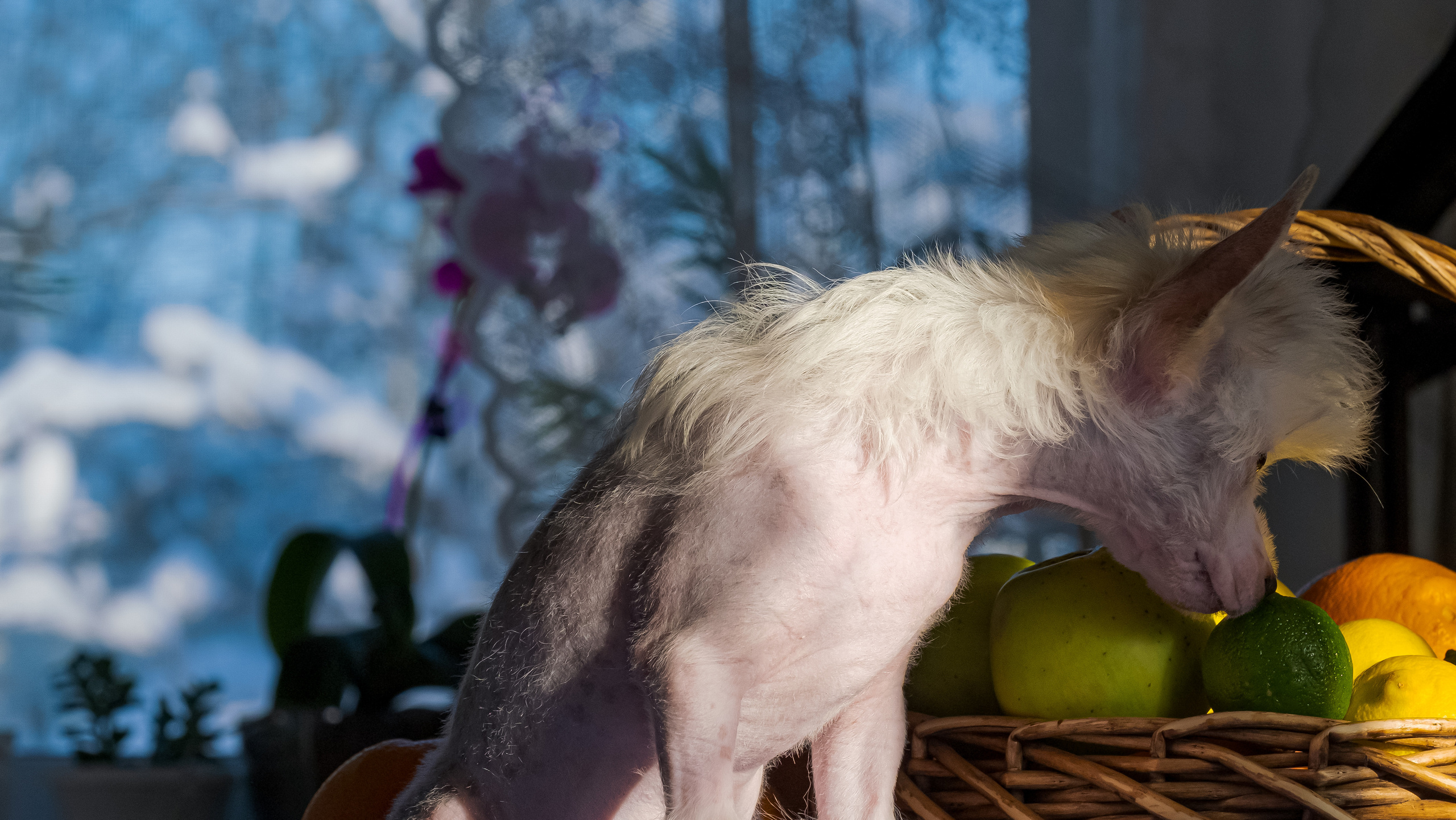 Шоу Галактика 17.01.2021. Фотограф в Москве