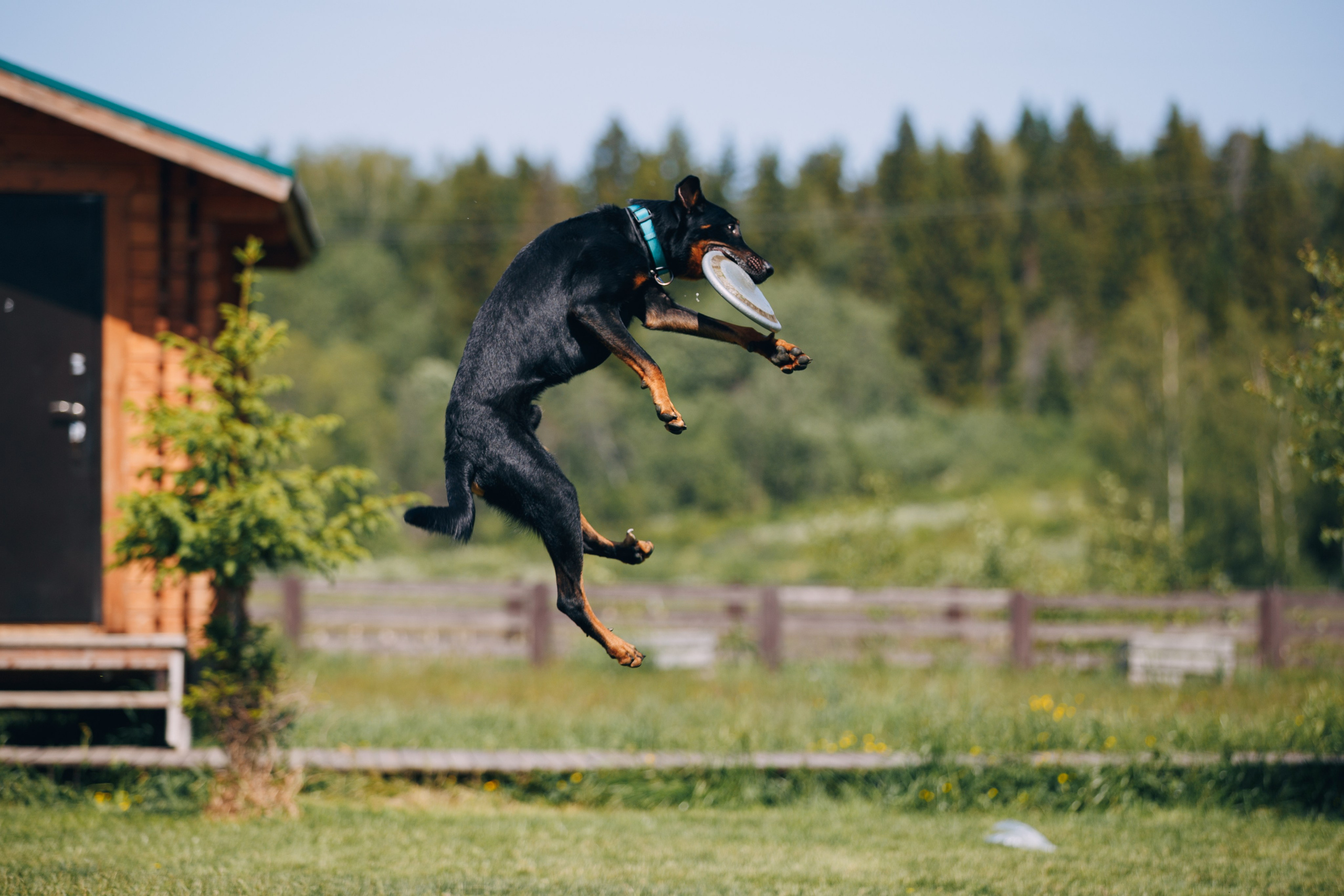 Кинологический лагерь в Горыныче. Фотограф анималист Кристина Карпова, Москва