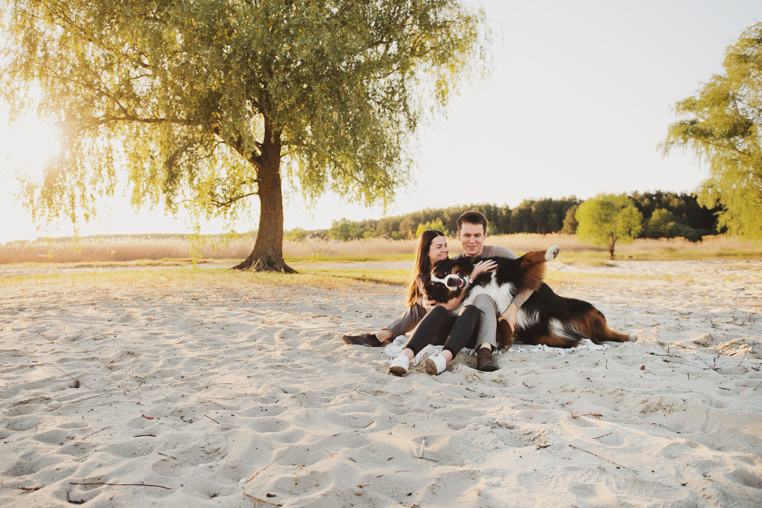 Андрей, Кристина и Бернский зенненхунд. Свадебный и семейный фотограф в Воронеже Алёна Пшеничная