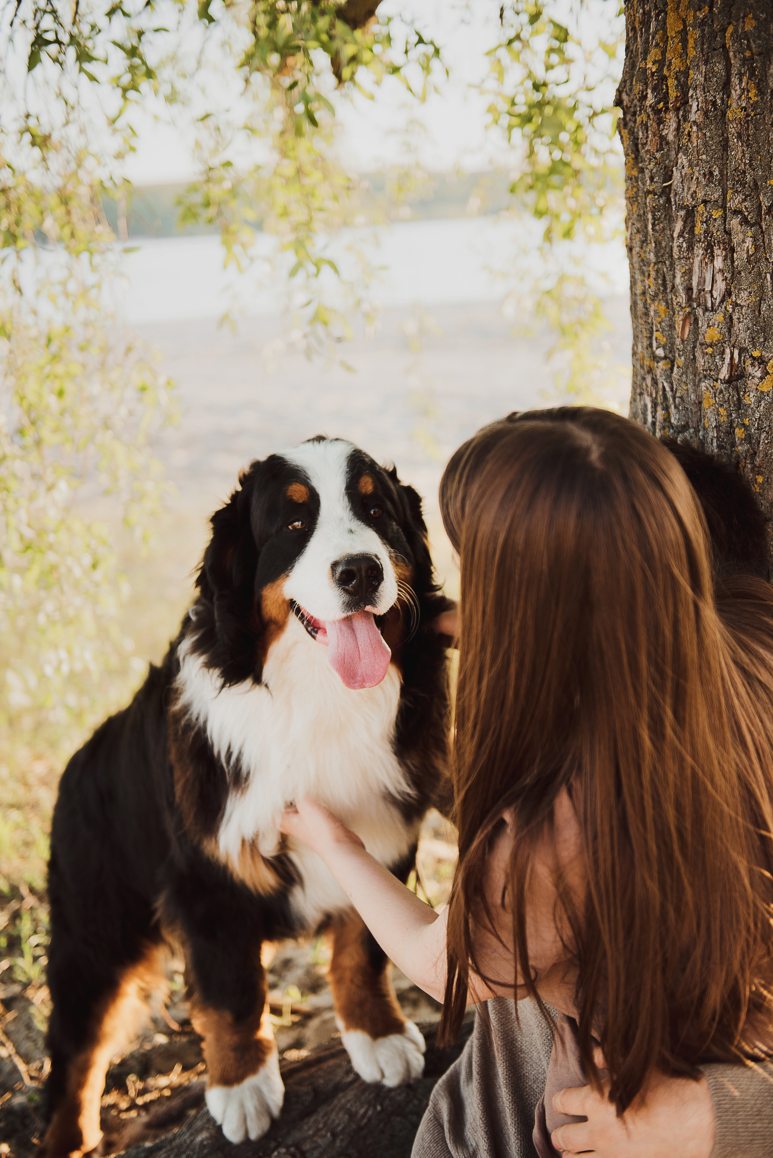 Андрей, Кристина и Бернский зенненхунд. Свадебный и семейный фотограф в Воронеже Алёна Пшеничная