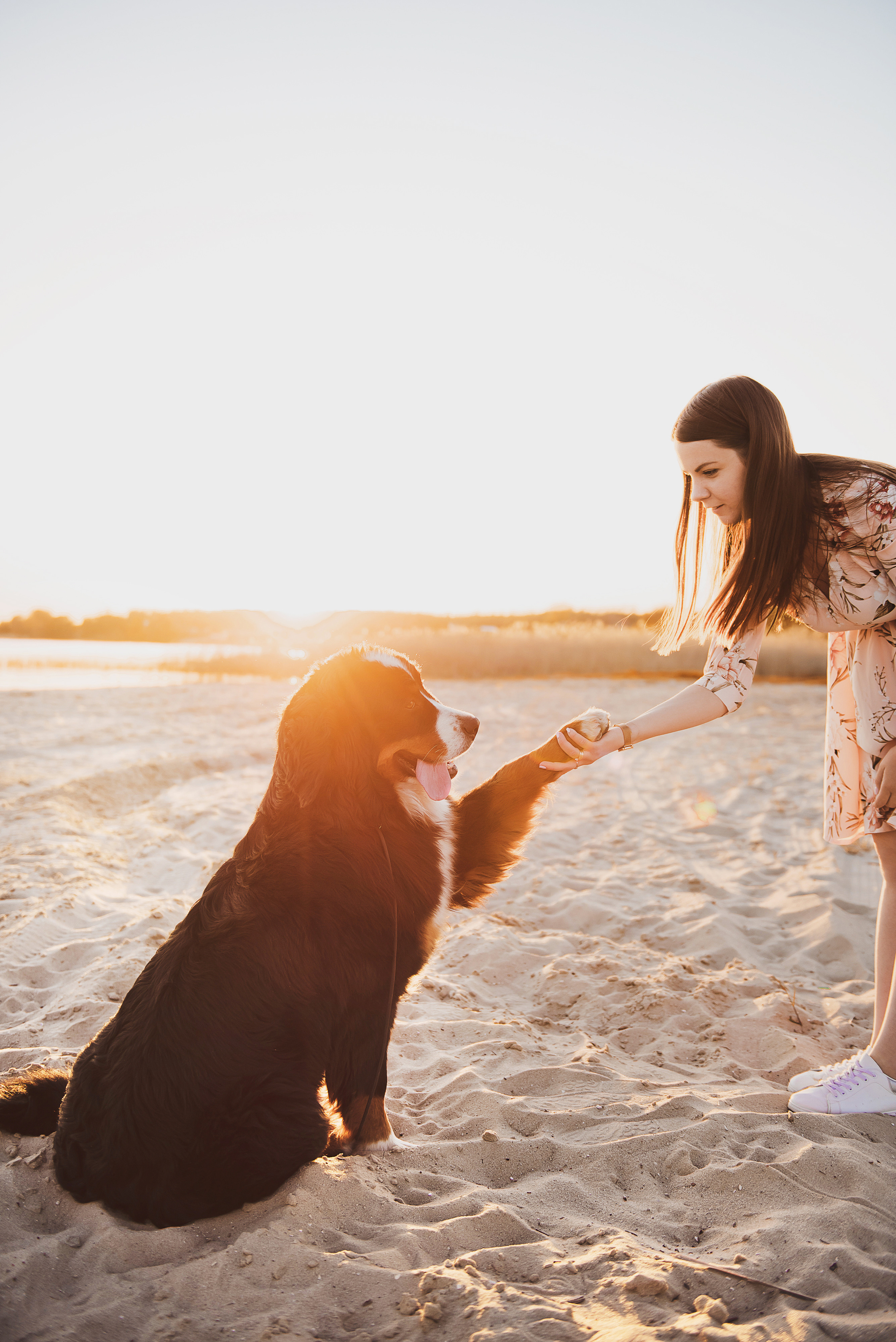 Андрей, Кристина и Бернский зенненхунд. Свадебный и семейный фотограф в Воронеже Алёна Пшеничная