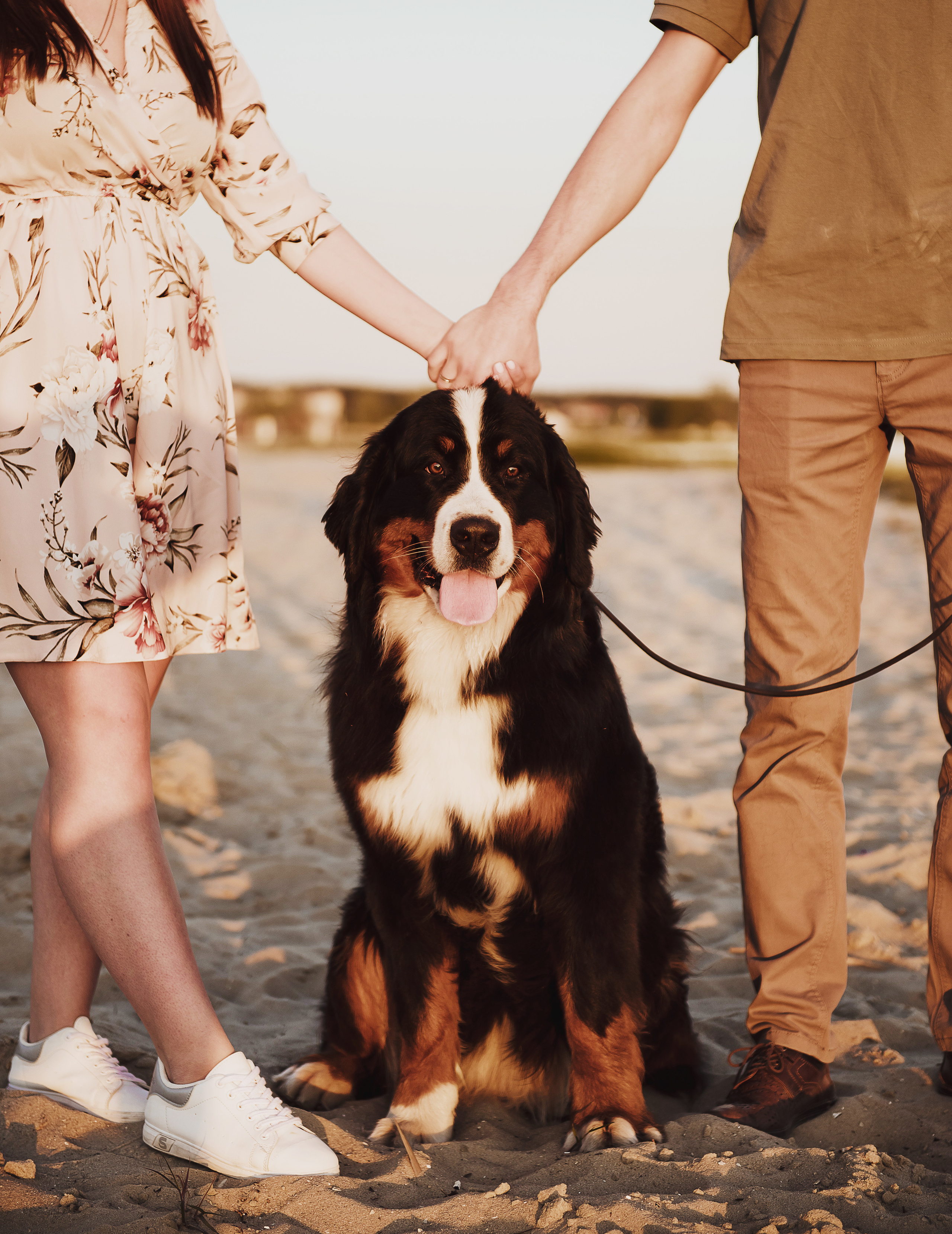 Андрей, Кристина и Бернский зенненхунд. Свадебный и семейный фотограф в Воронеже Алёна Пшеничная