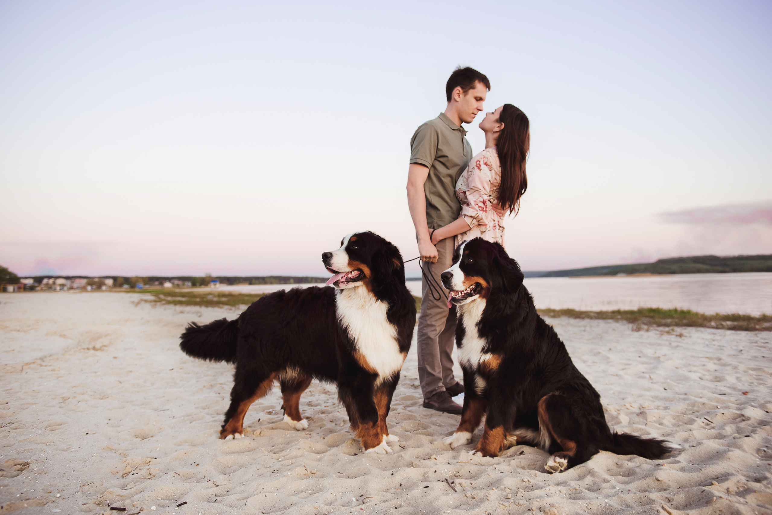 Андрей, Кристина и Бернский зенненхунд. Свадебный и семейный фотограф в Воронеже Алёна Пшеничная