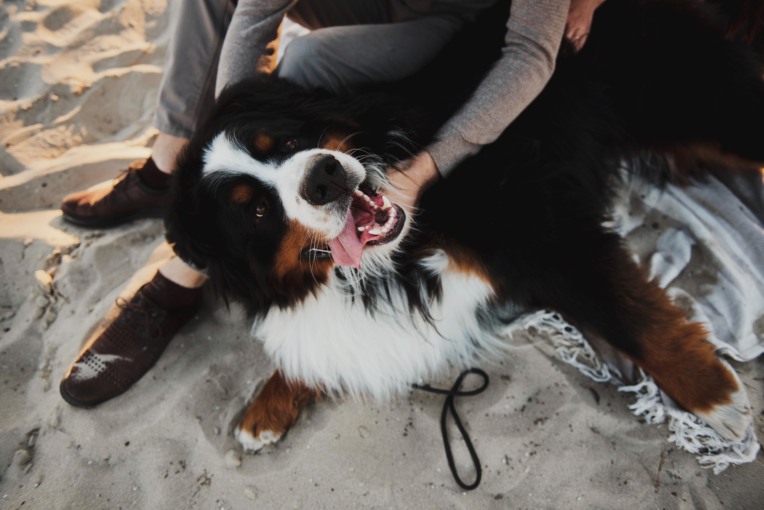 Андрей, Кристина и Бернский зенненхунд. Свадебный и семейный фотограф в Воронеже Алёна Пшеничная