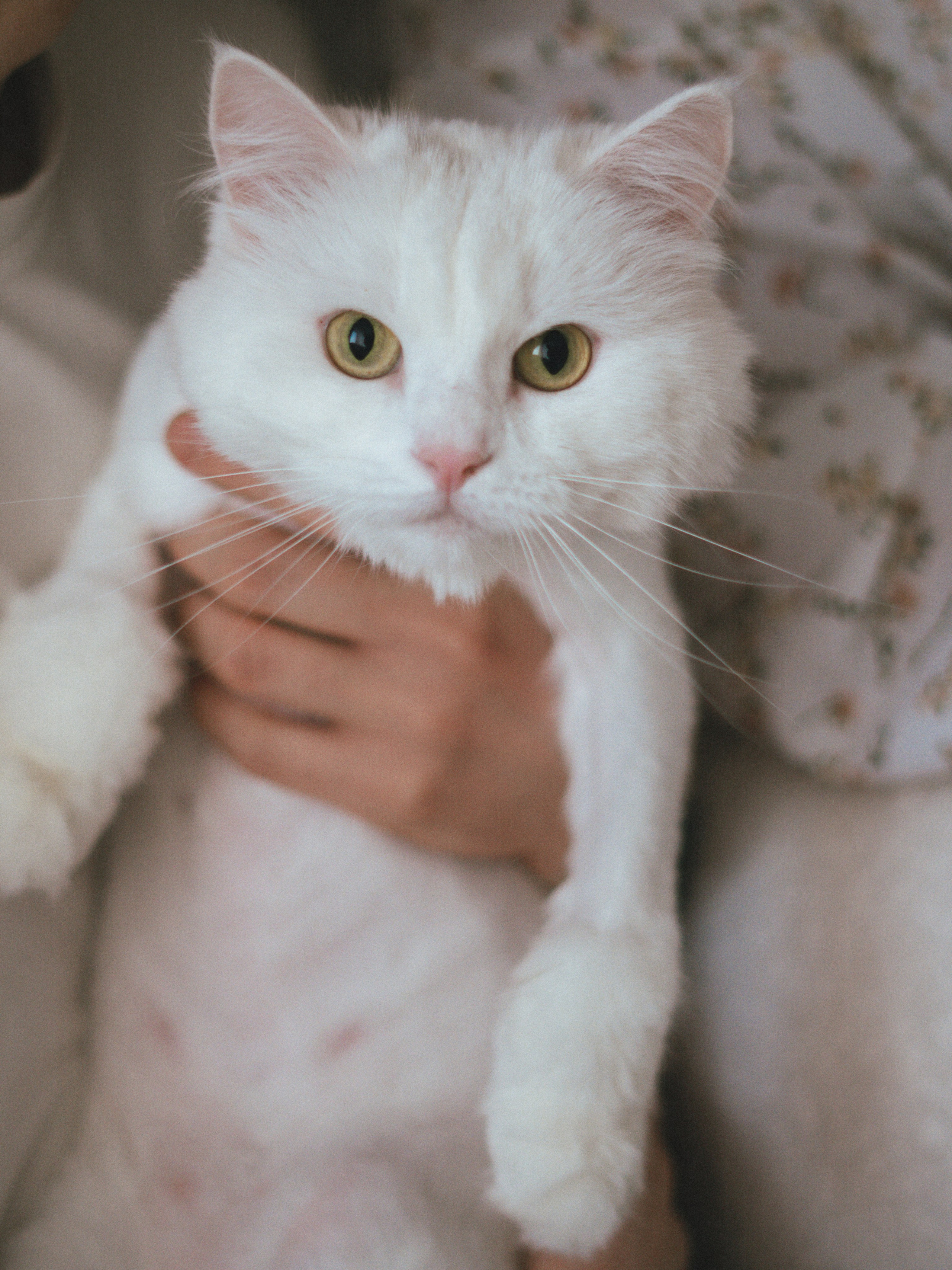 Мироша. SHILOVA PHOTO. Шилова Екатерина. Фотограф. Москва