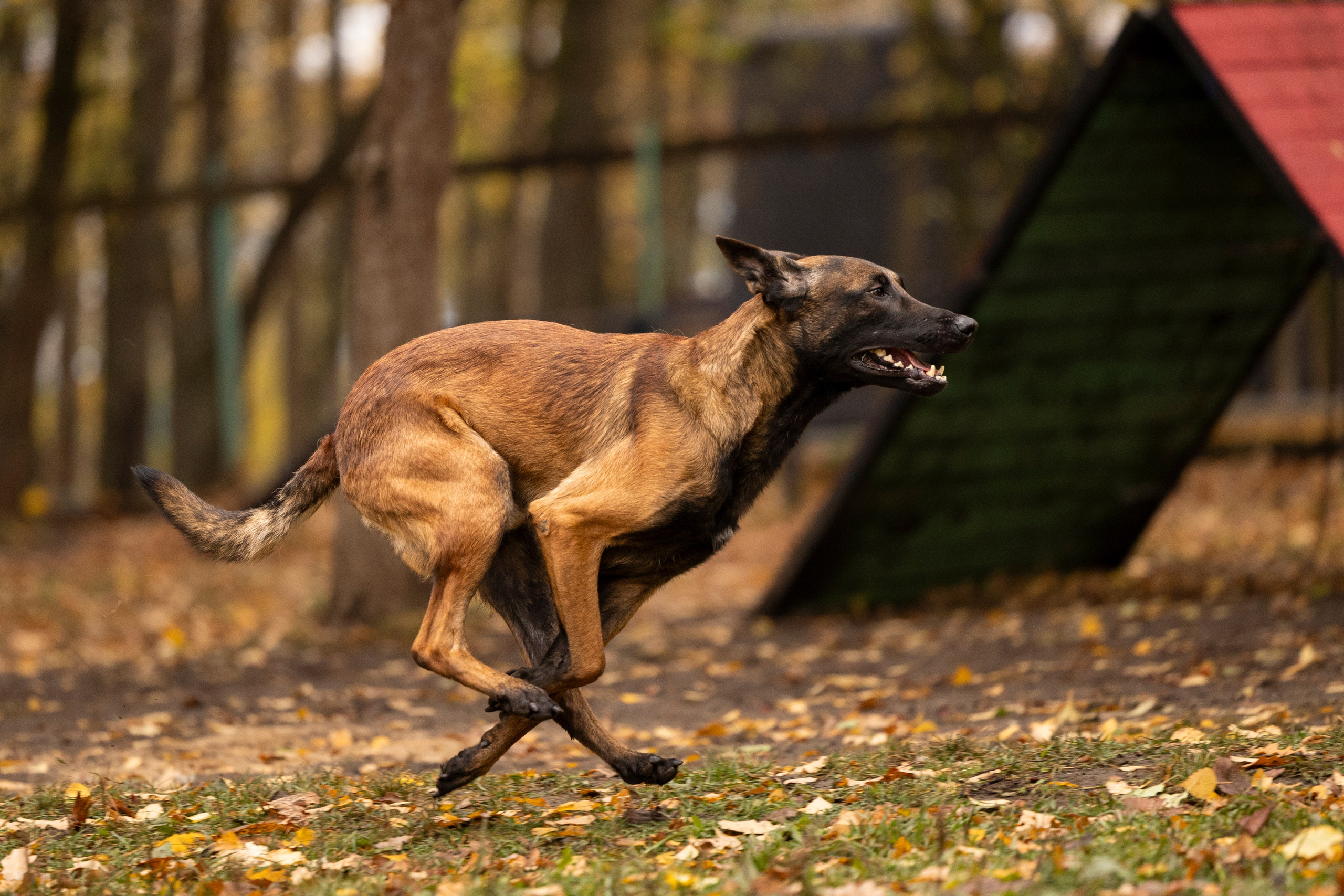 Соревнования по Мондьорингу г. Вологда. Фотограф-анималист Анна Маринич