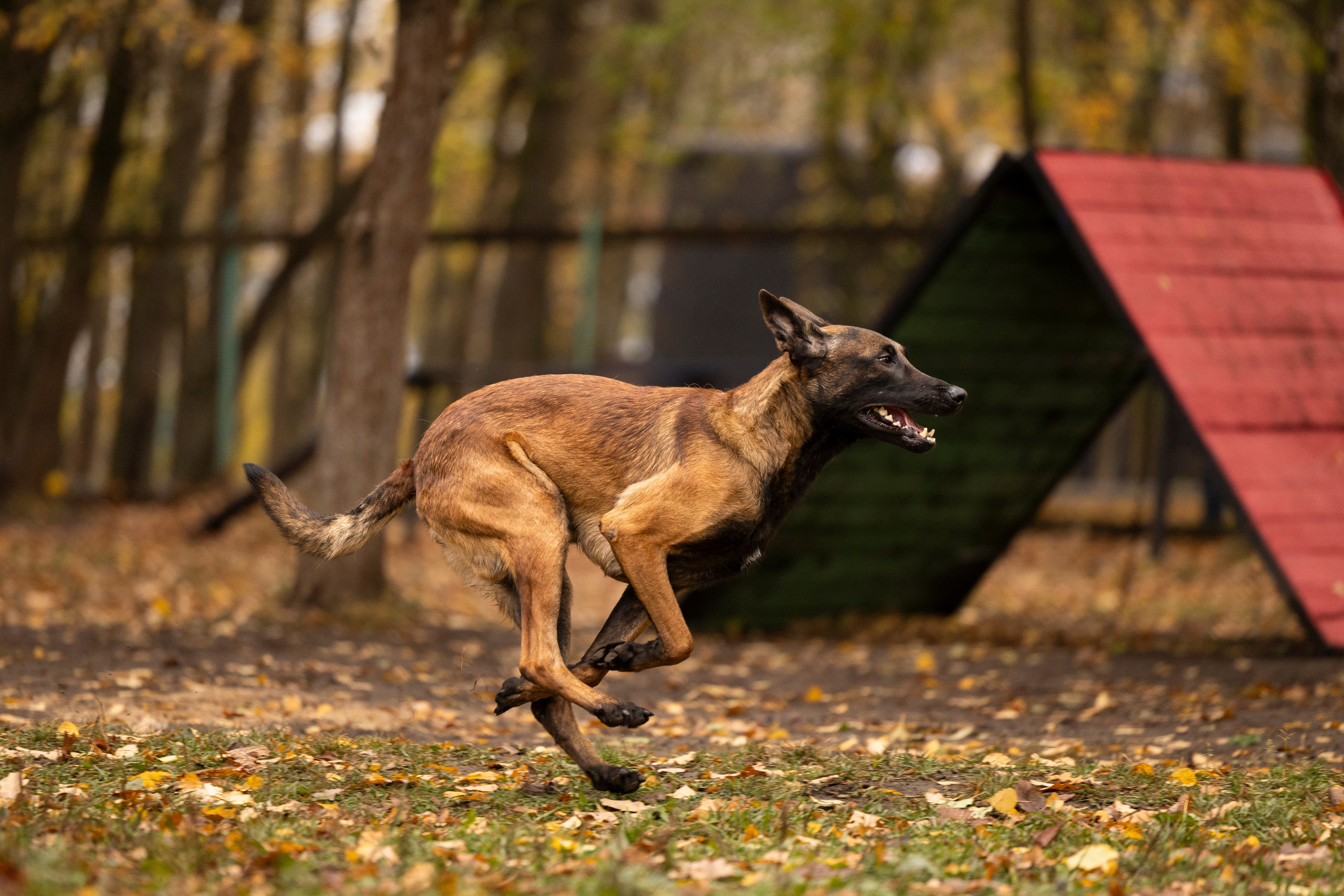 Соревнования по Мондьорингу г. Вологда. Фотограф-анималист Анна Маринич