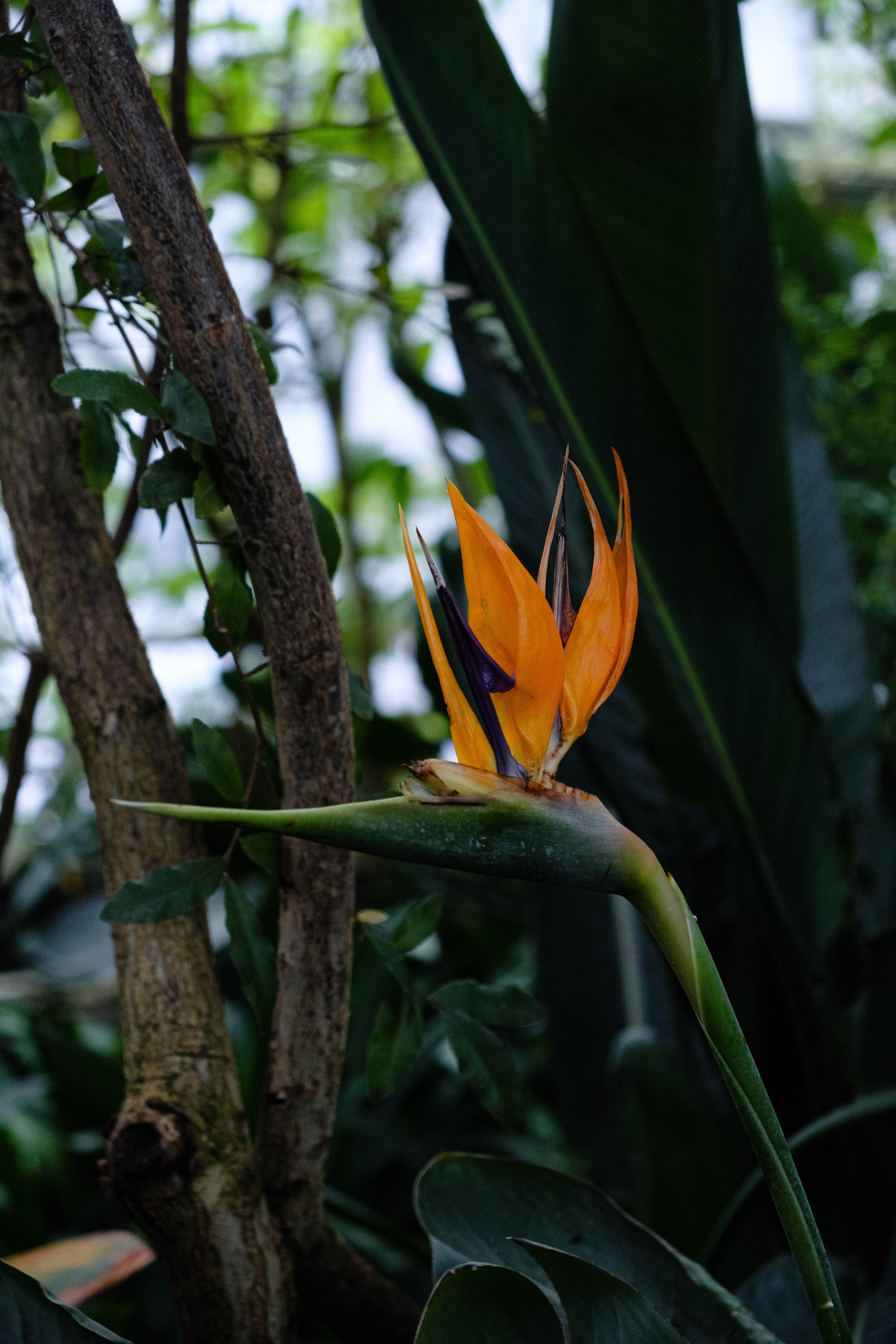 Старая Фондовая оранжерея. Алексей Никифоров свадебный и семейный фотограф Москва, Химки