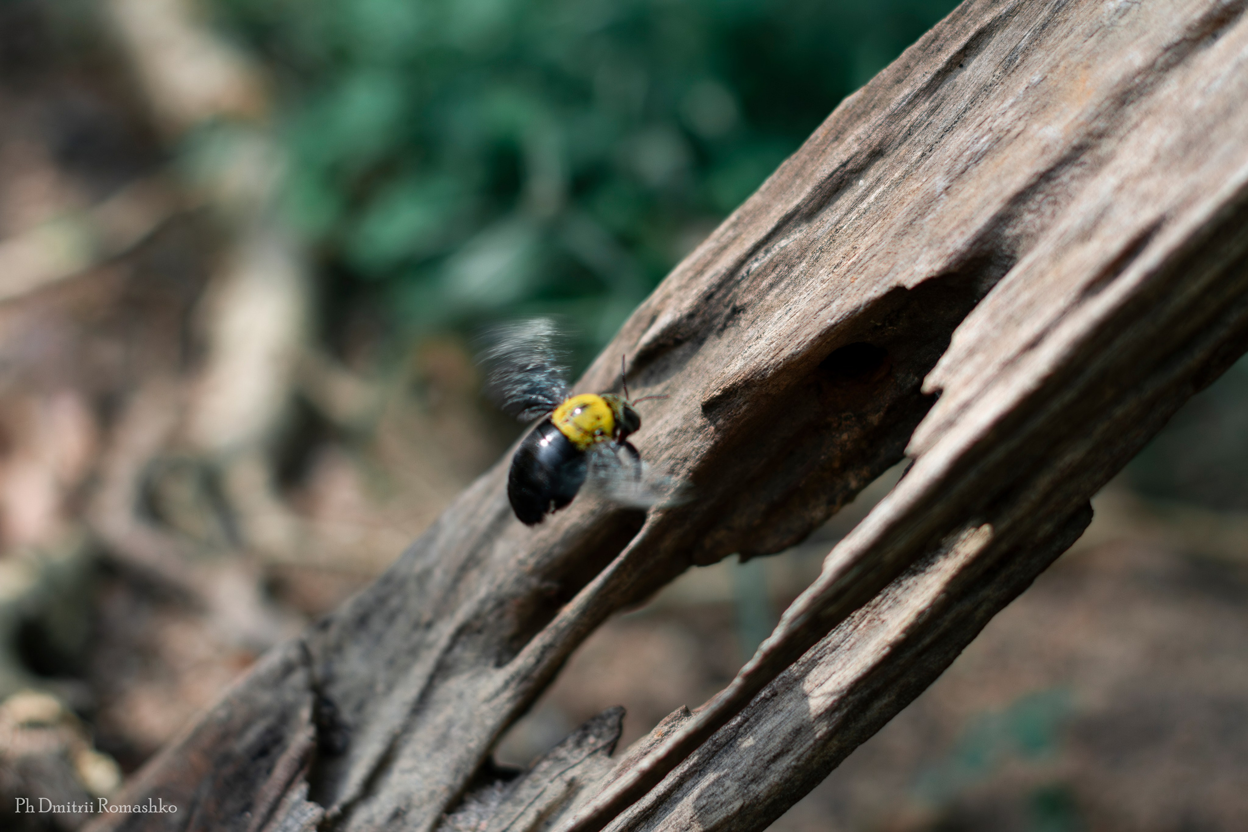 Анималистка. Фотограф Дмитрий Ромашко