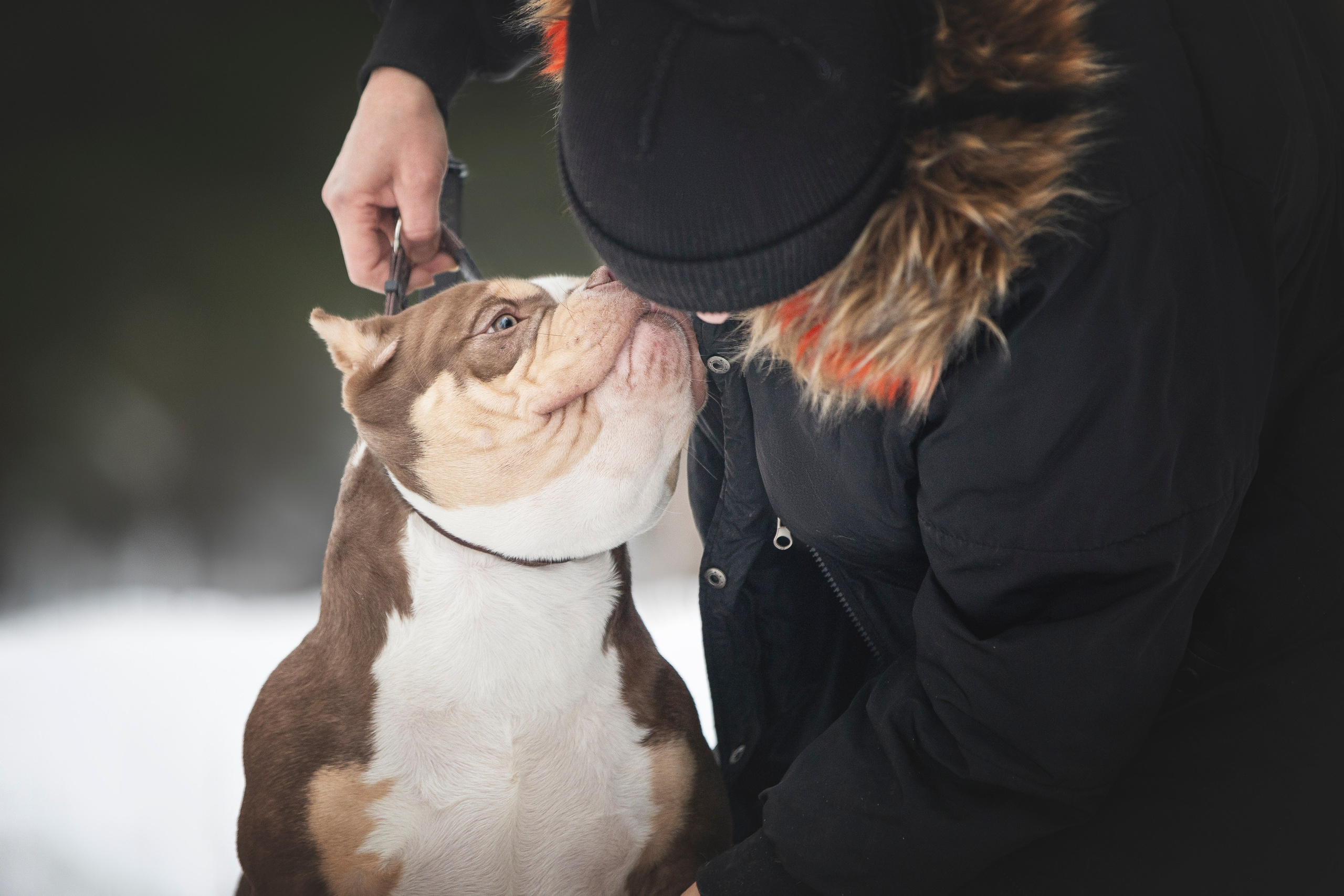 Американские булли. Фотограф анималист в Москве Майорова Евгения