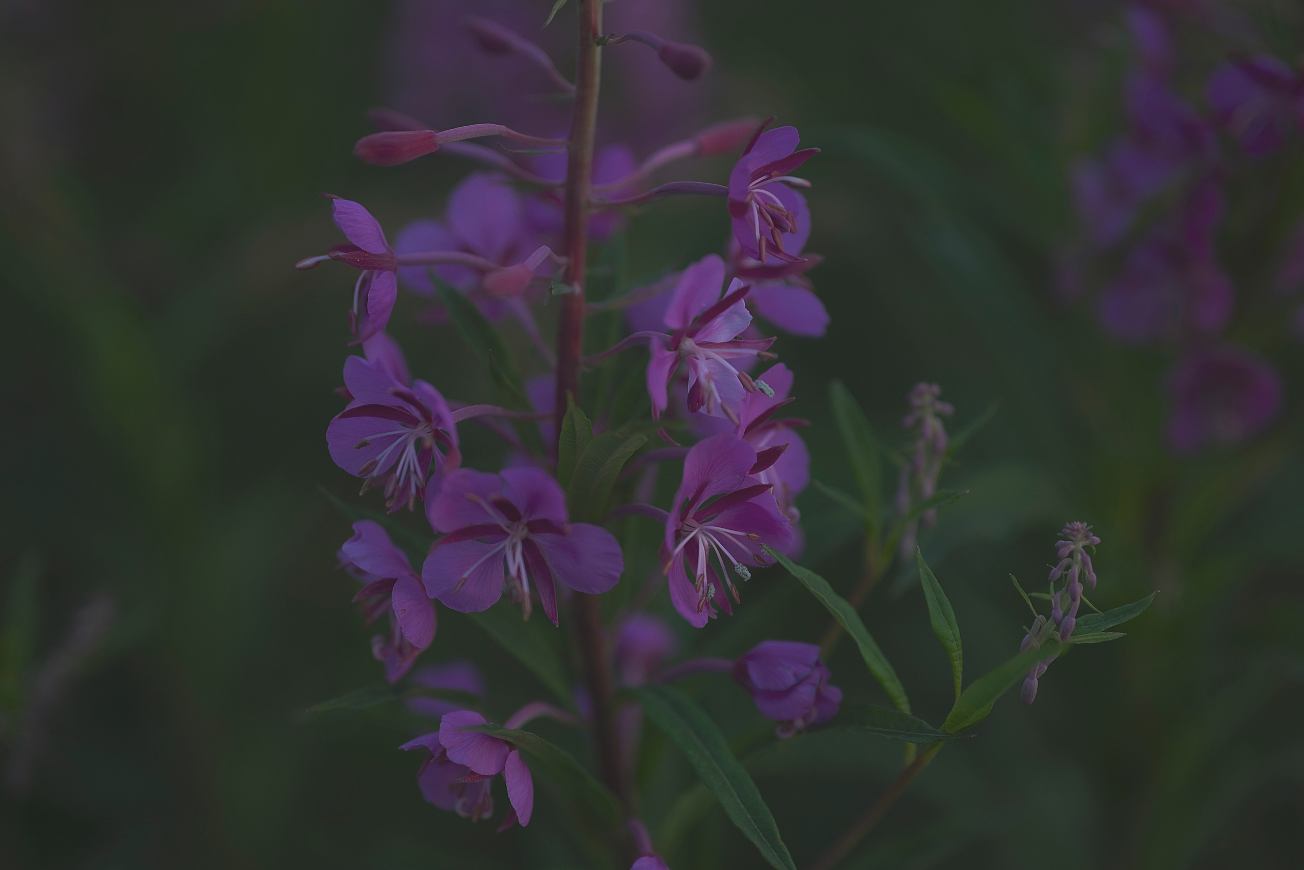 Ангелина. Идейный фотограф Пенза