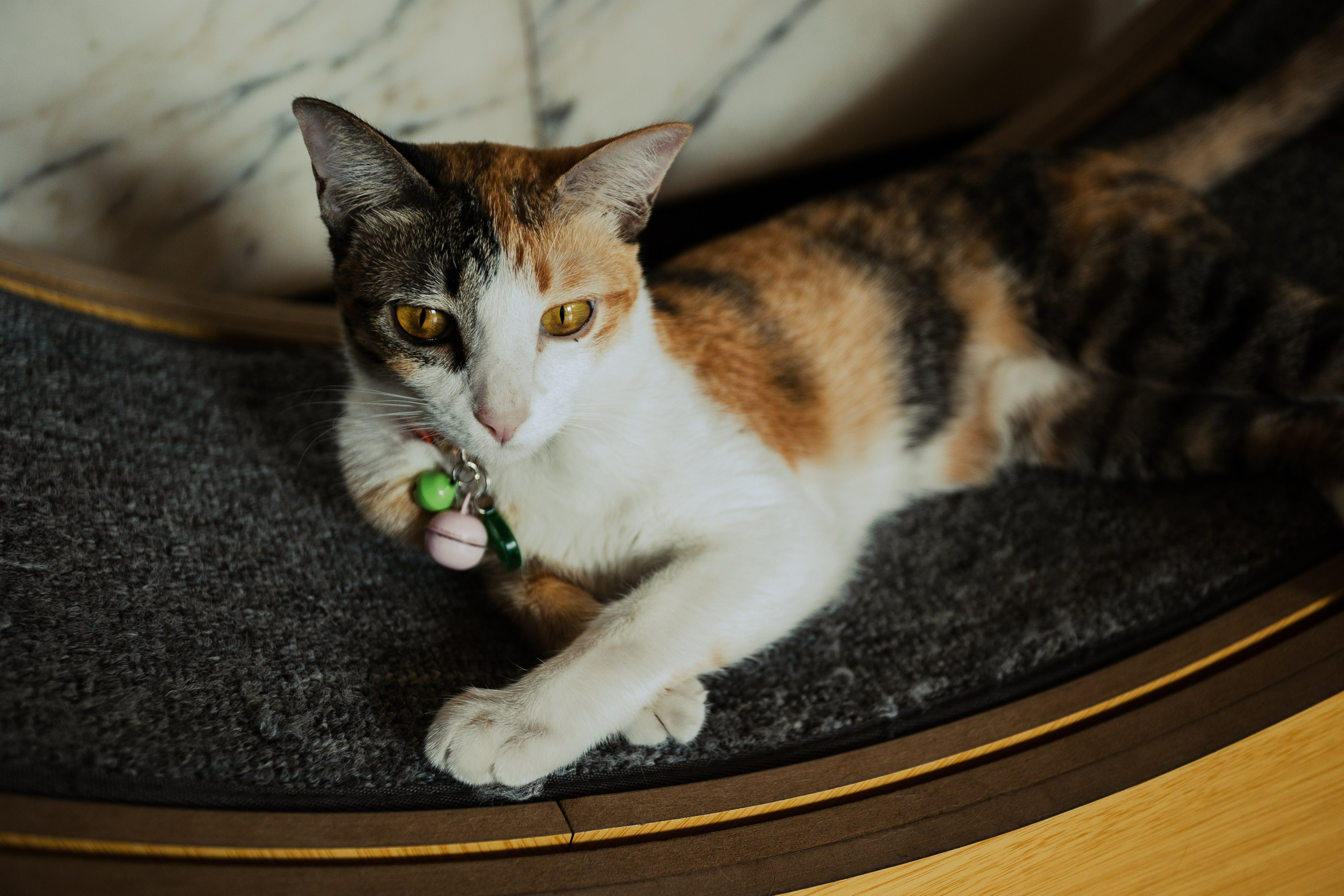 Cazz Cafe. Фотограф Сонкина Татьяна