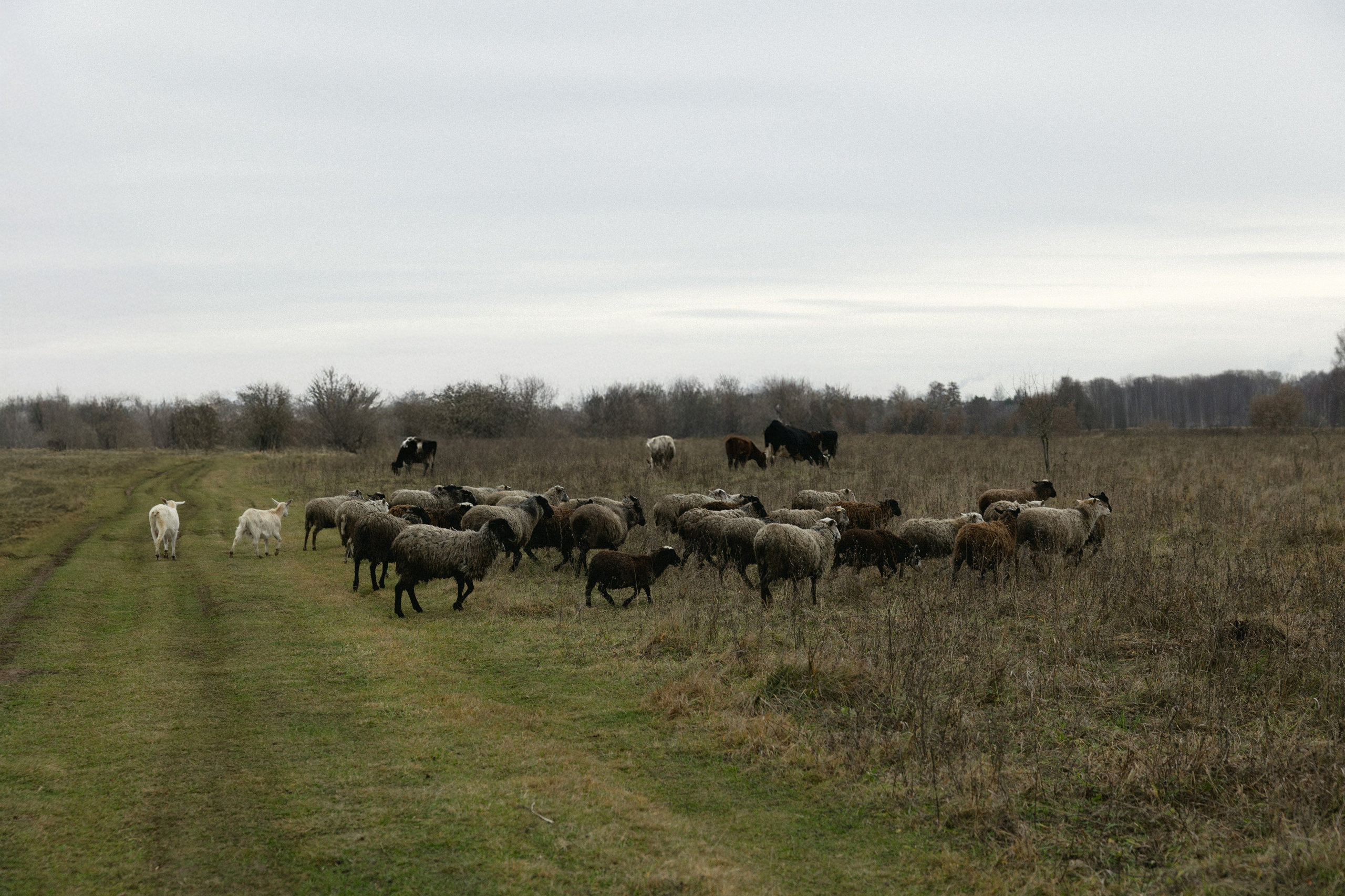 Таня. Свадебный фотограф Ксения Ровковская