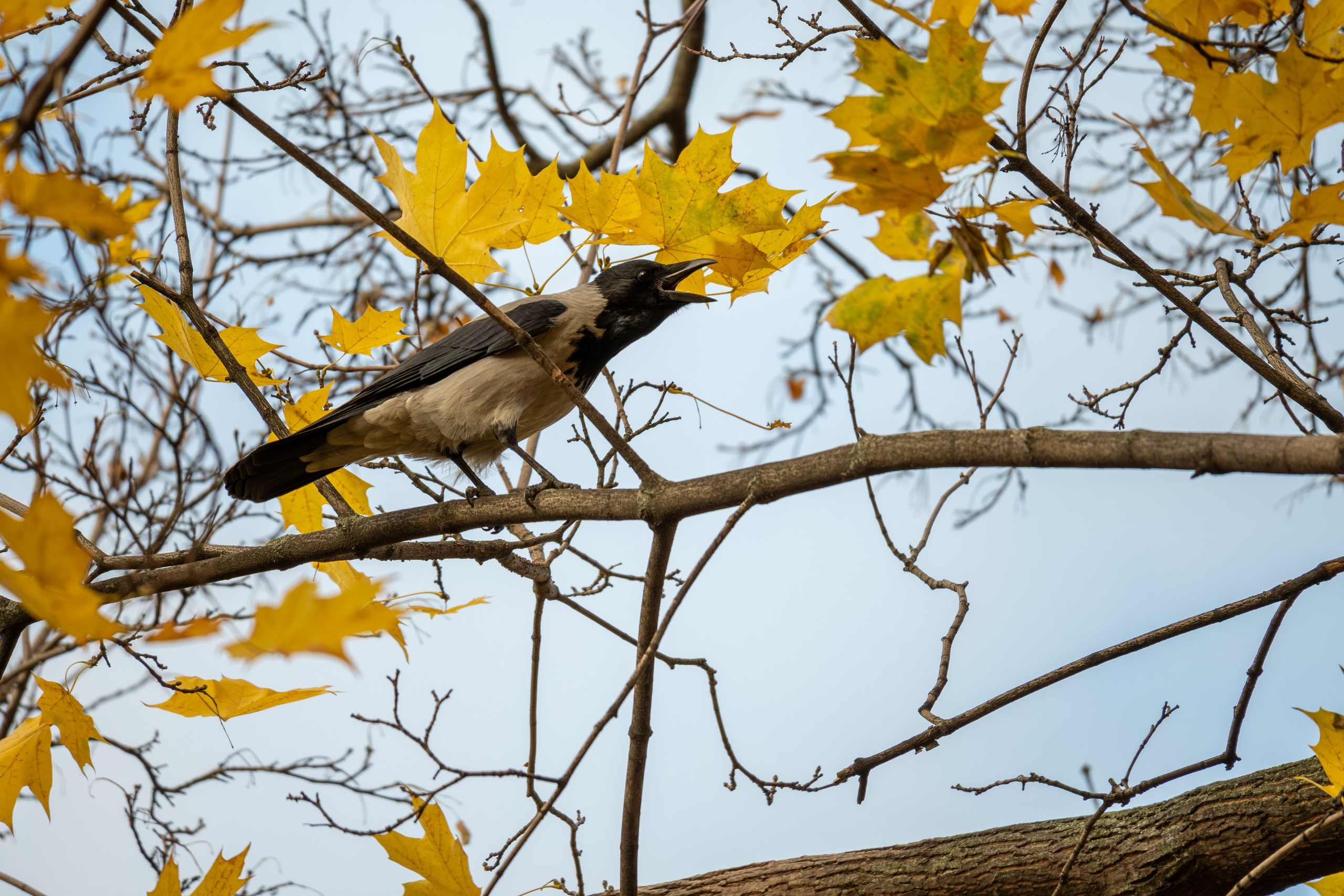20241110 ГУМ и Кремль. Дмитрий Ремизов. Фотография, как хобби