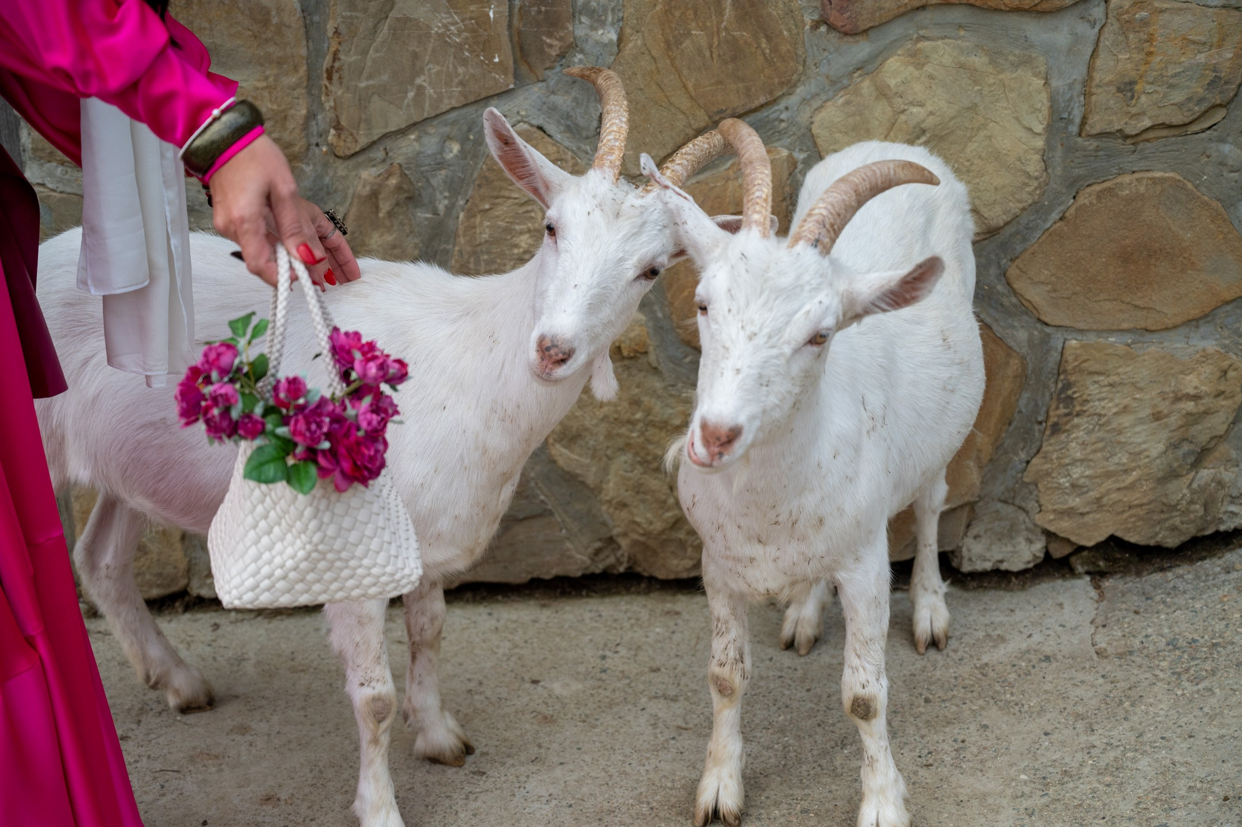 Ферма «ЭКЗАРХО» 03.10.2024 г. Фотографирую счастливых людей в Сочи