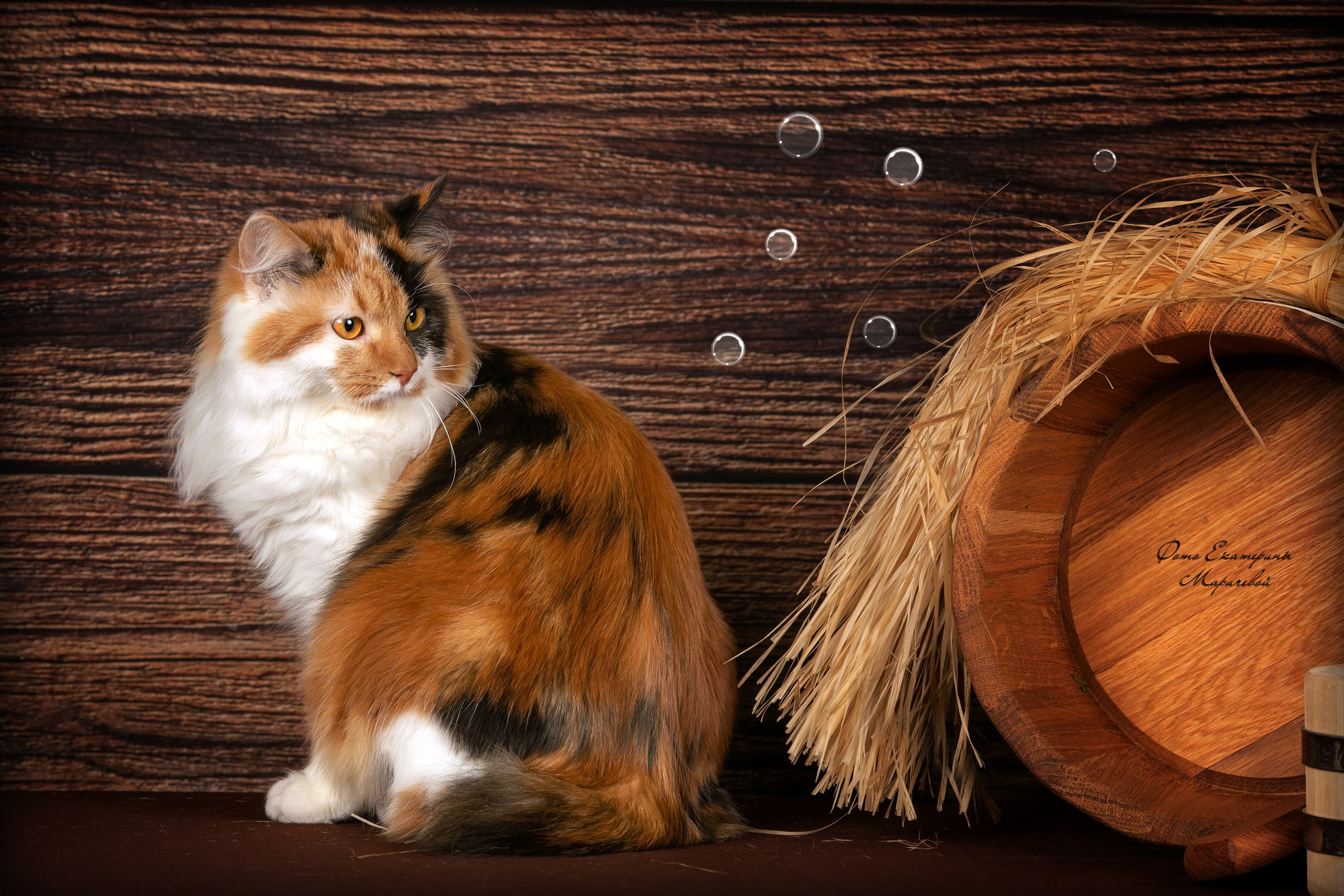 Стендовая съёмка на выставках кошек. Фотограф-анималист в Омске Екатерина Маричева