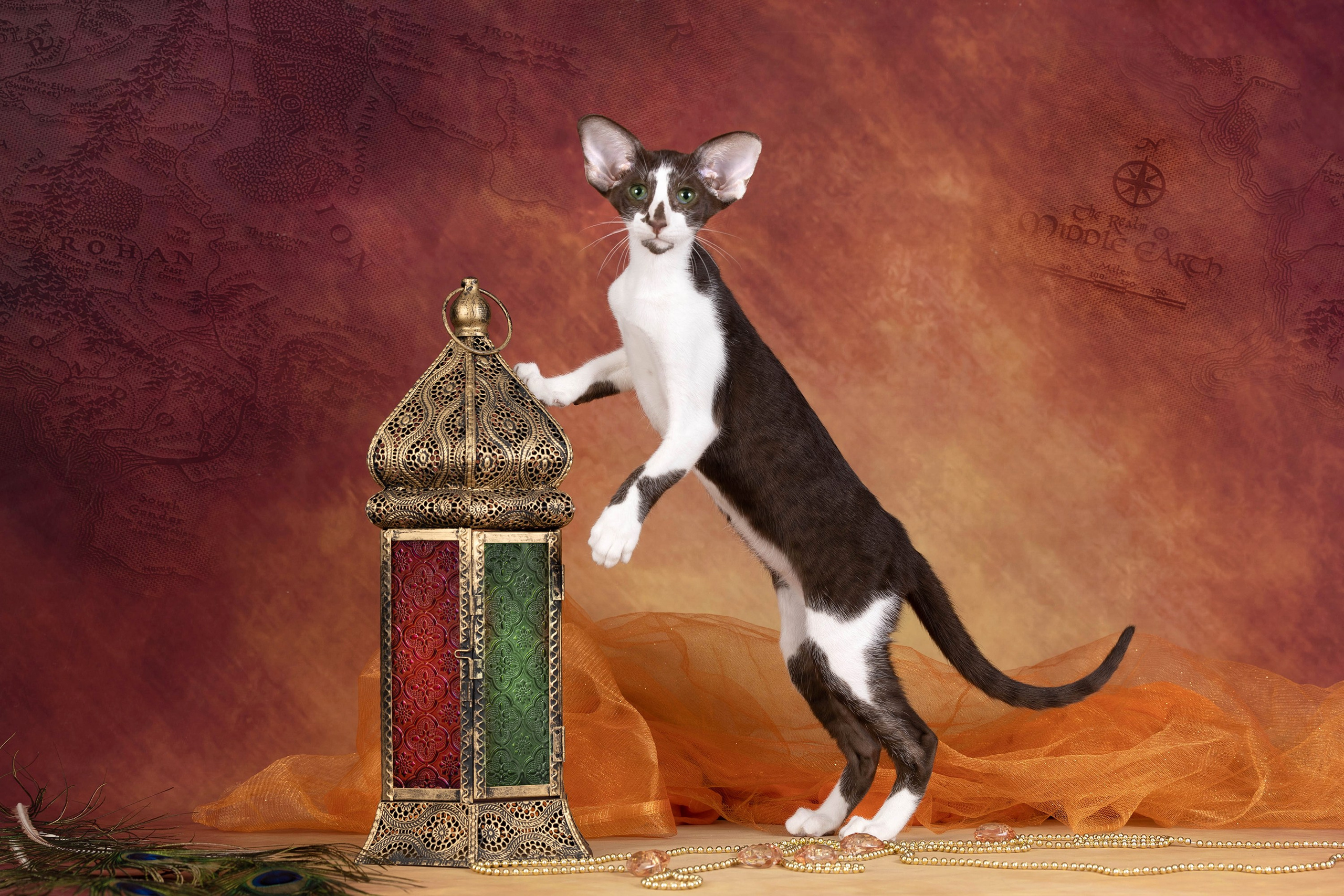 Галерея котят. Фотограф-анималист в Омске Екатерина Маричева