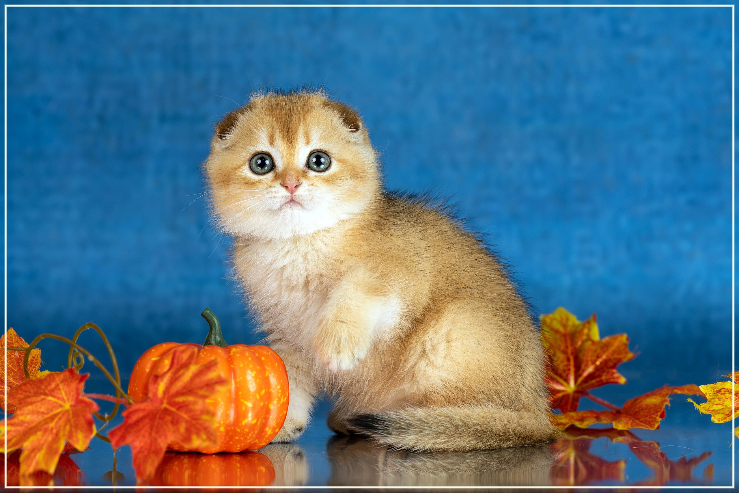 Стендовая съёмка на выставках кошек. Фотограф-анималист в Омске Екатерина Маричева