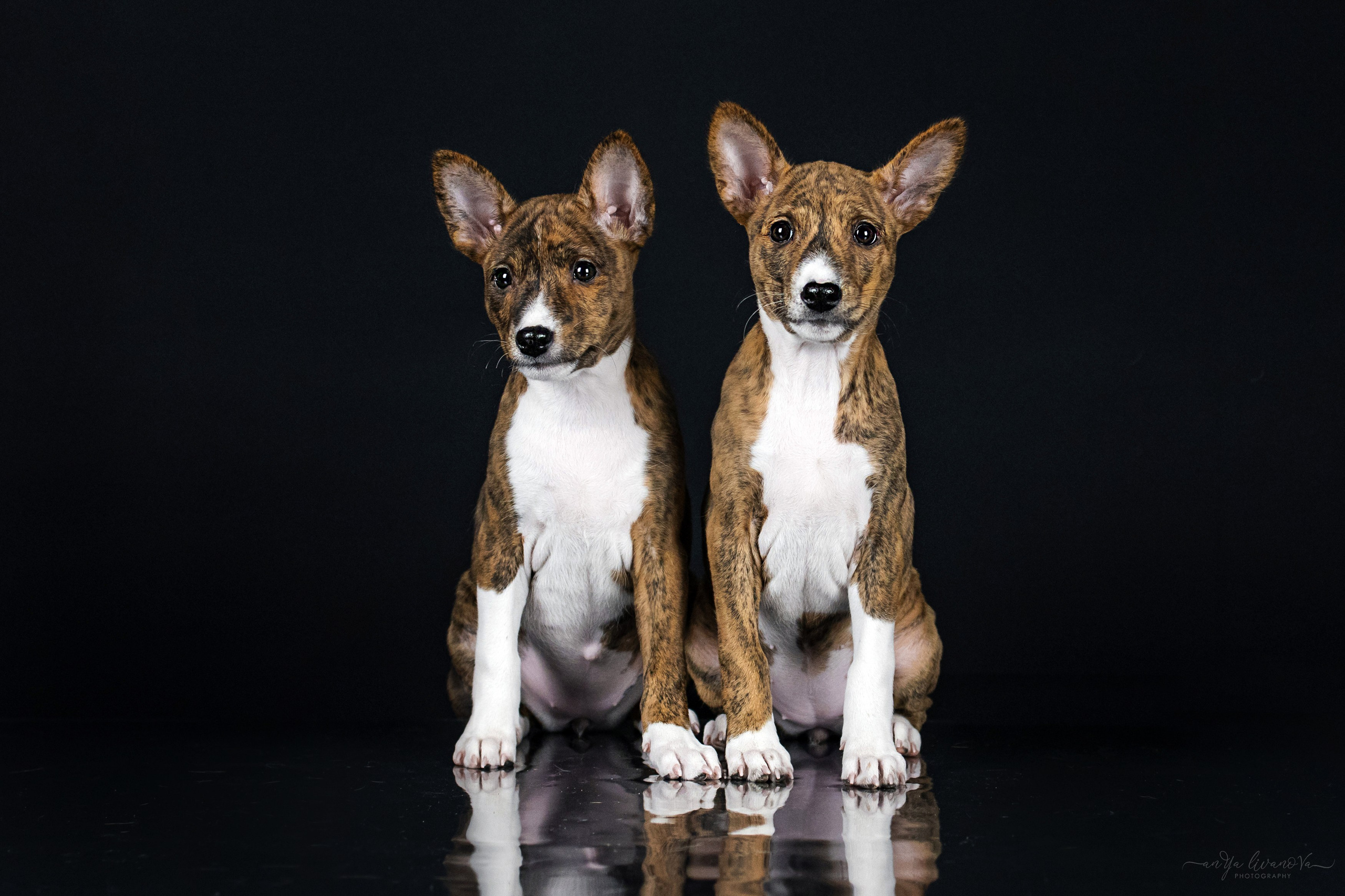 Басенджи. Фотограф анималист Аня Ливанова | Рыбинск