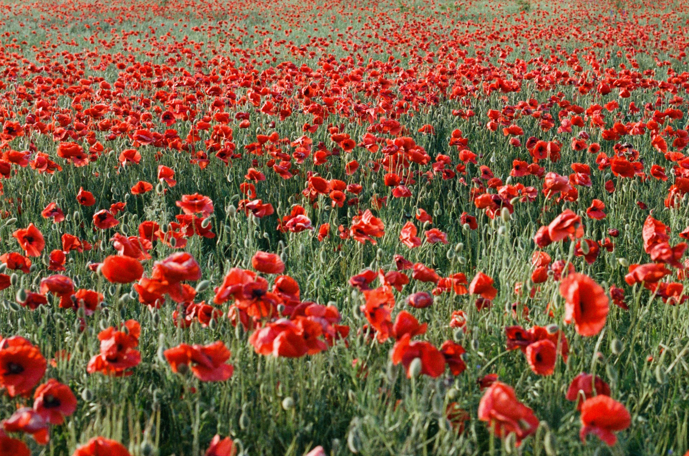 Champagne supernova // ukraine, crimea. EVER EXPOSED