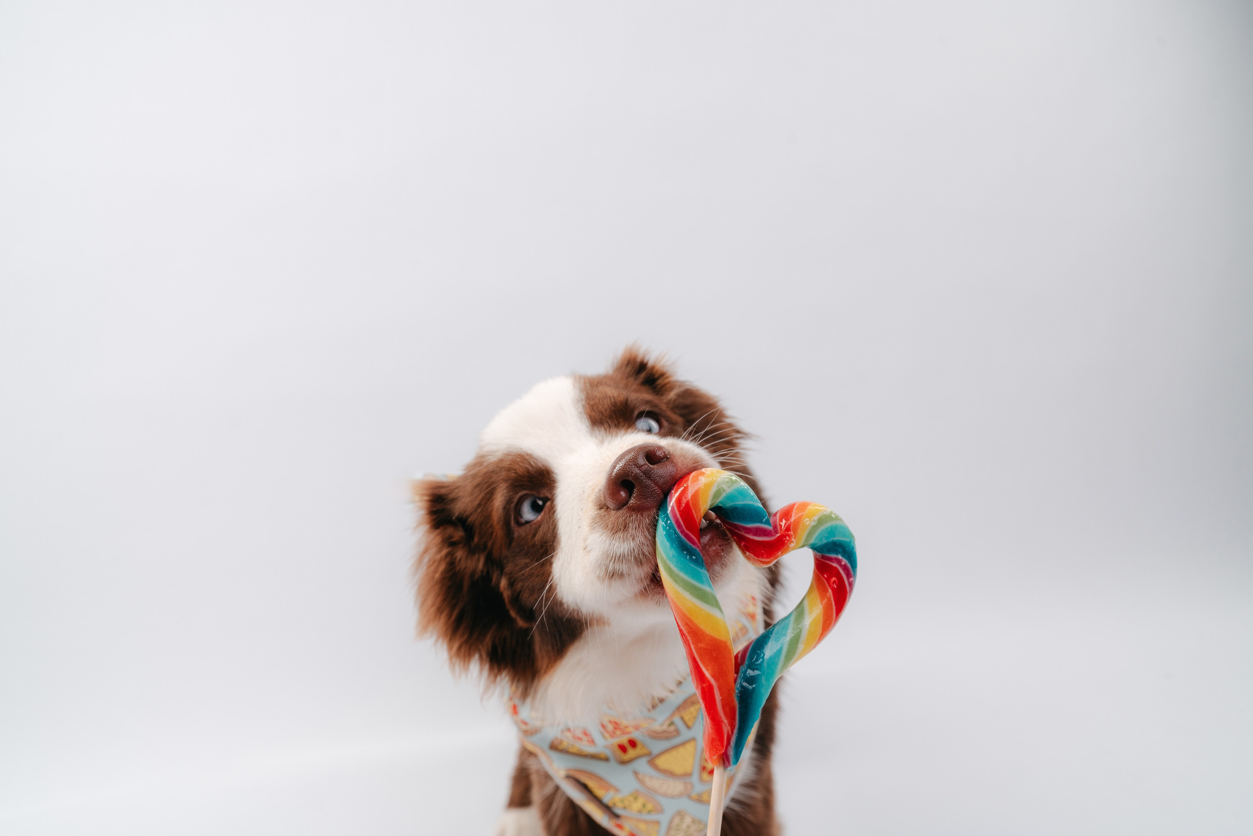 Миниаусси Дайс. Фотограф анималист Осипчикова Мария