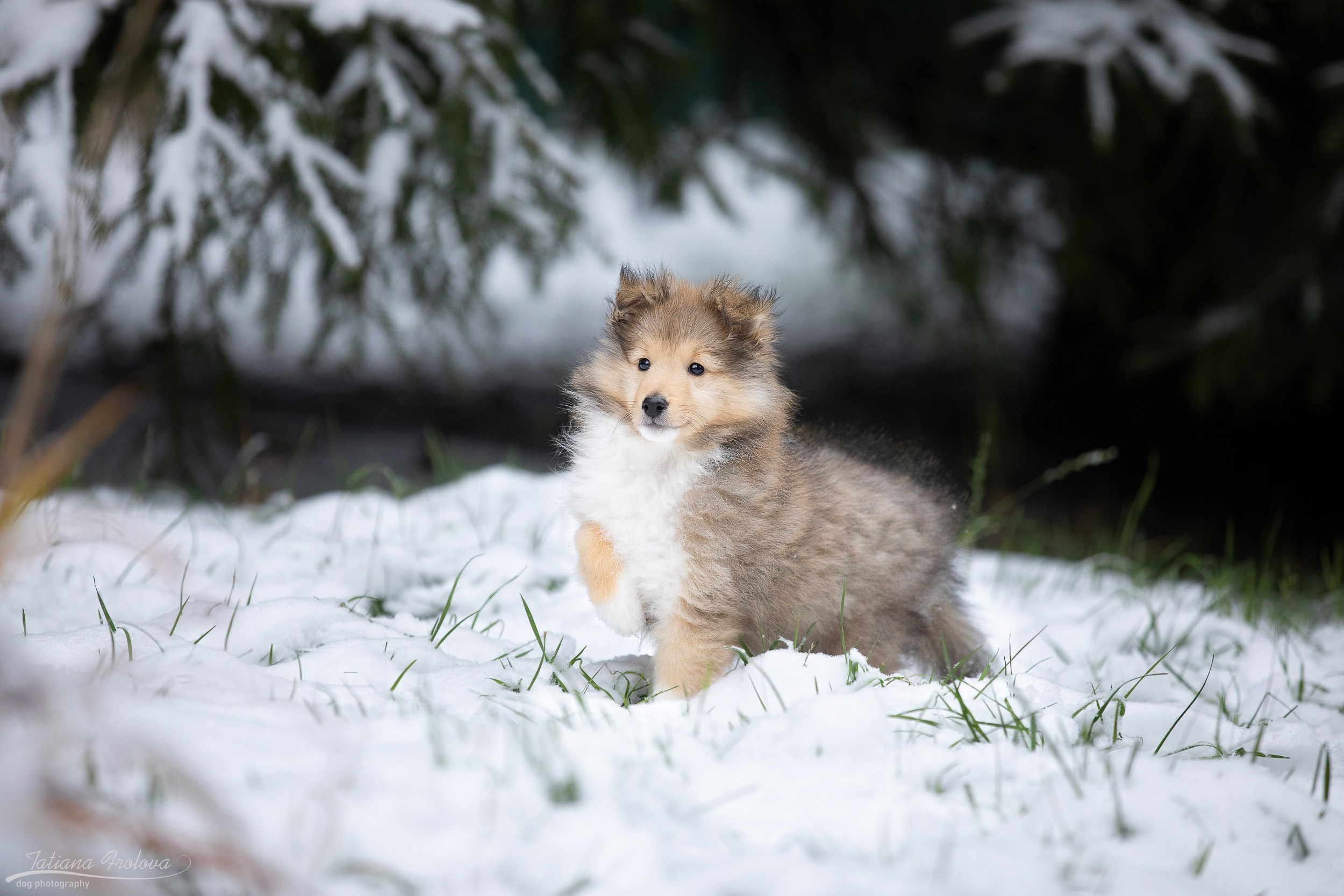 Фото для щенка перед отъездом к владельцу. Фотограф-анималист в Москве и Московской области Татьяна Фролова
