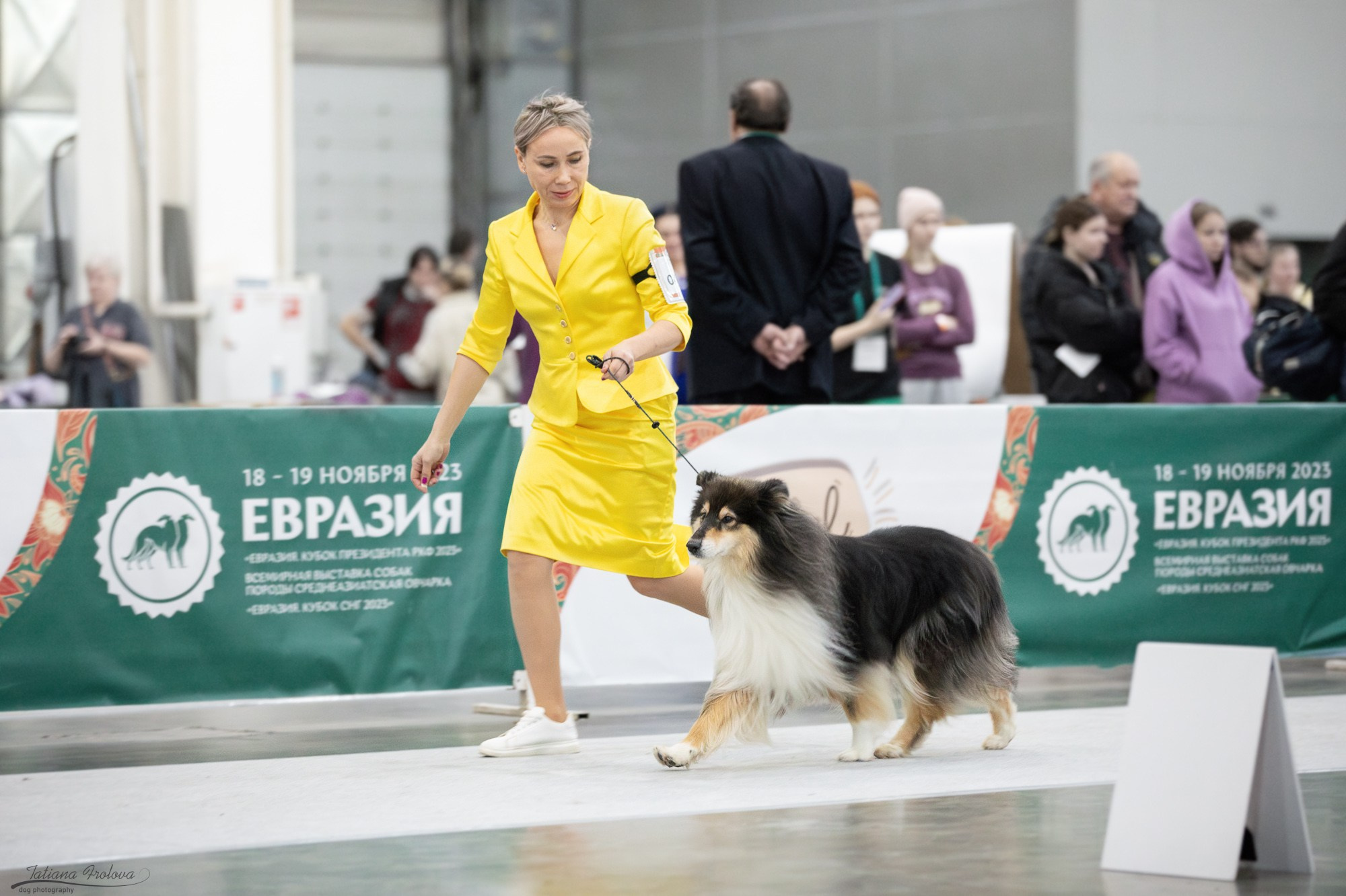 Съёмка в ринге на Евразии, России. Фотограф-анималист в Москве и Московской области Татьяна Фролова