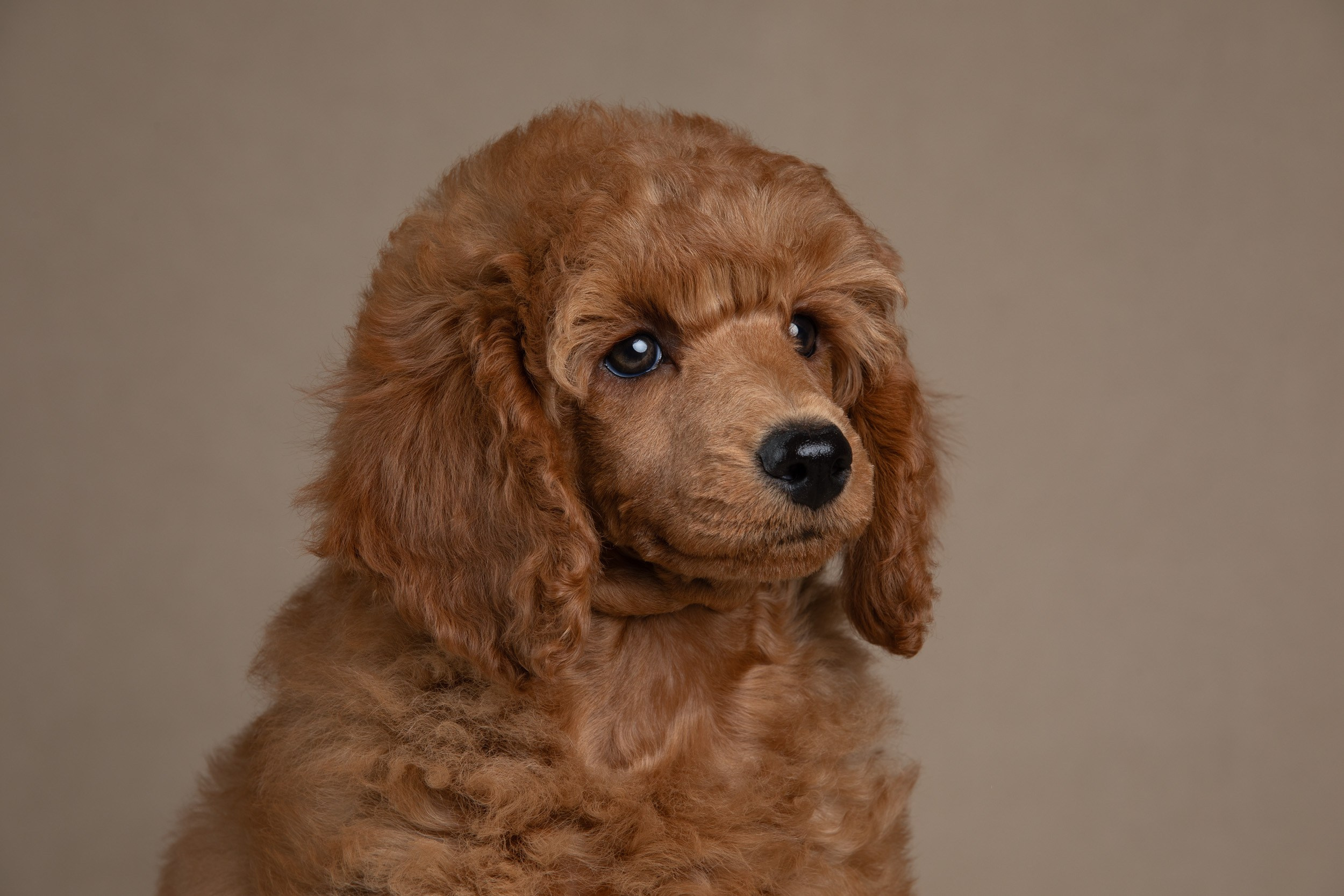 Фотосессия для щенков пуделя с выездом в Щербинку. Фотограф-анималист в Москве и Московской области Татьяна Фролова