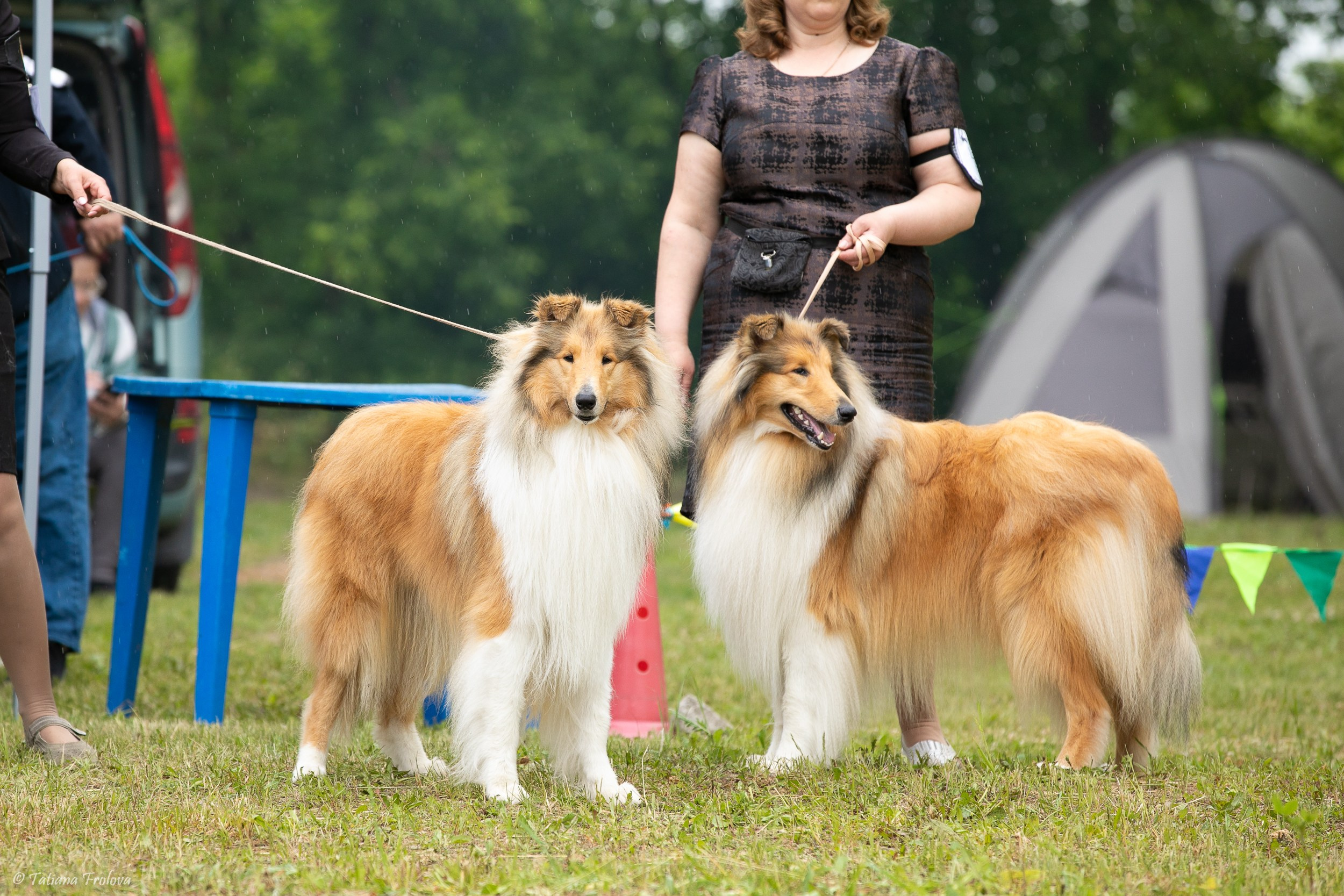 Фотосопровождение выставки собак в Московской области и Москве. Фотограф-анималист в Москве и Московской области Татьяна Фролова