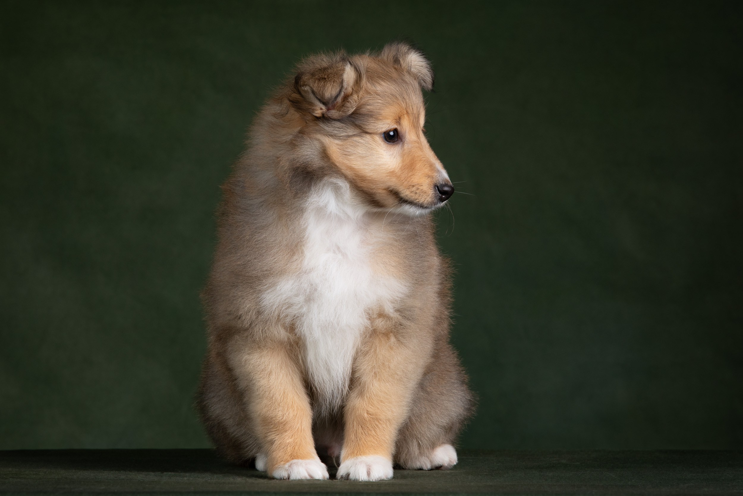 Помет щенков в 2 месяца. Фотограф-анималист в Москве и Московской области Татьяна Фролова