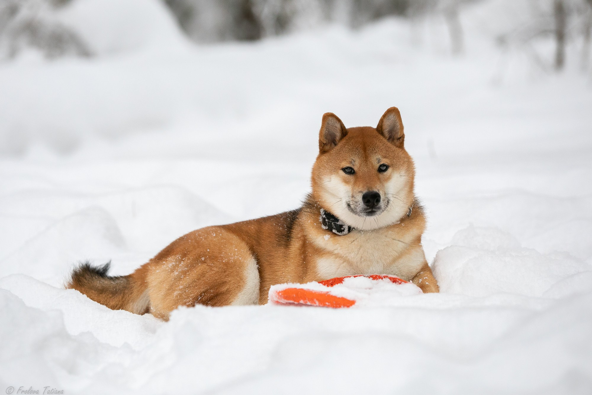 Фотосет с животными на природе. Фотограф-анималист в Москве и Московской области Татьяна Фролова