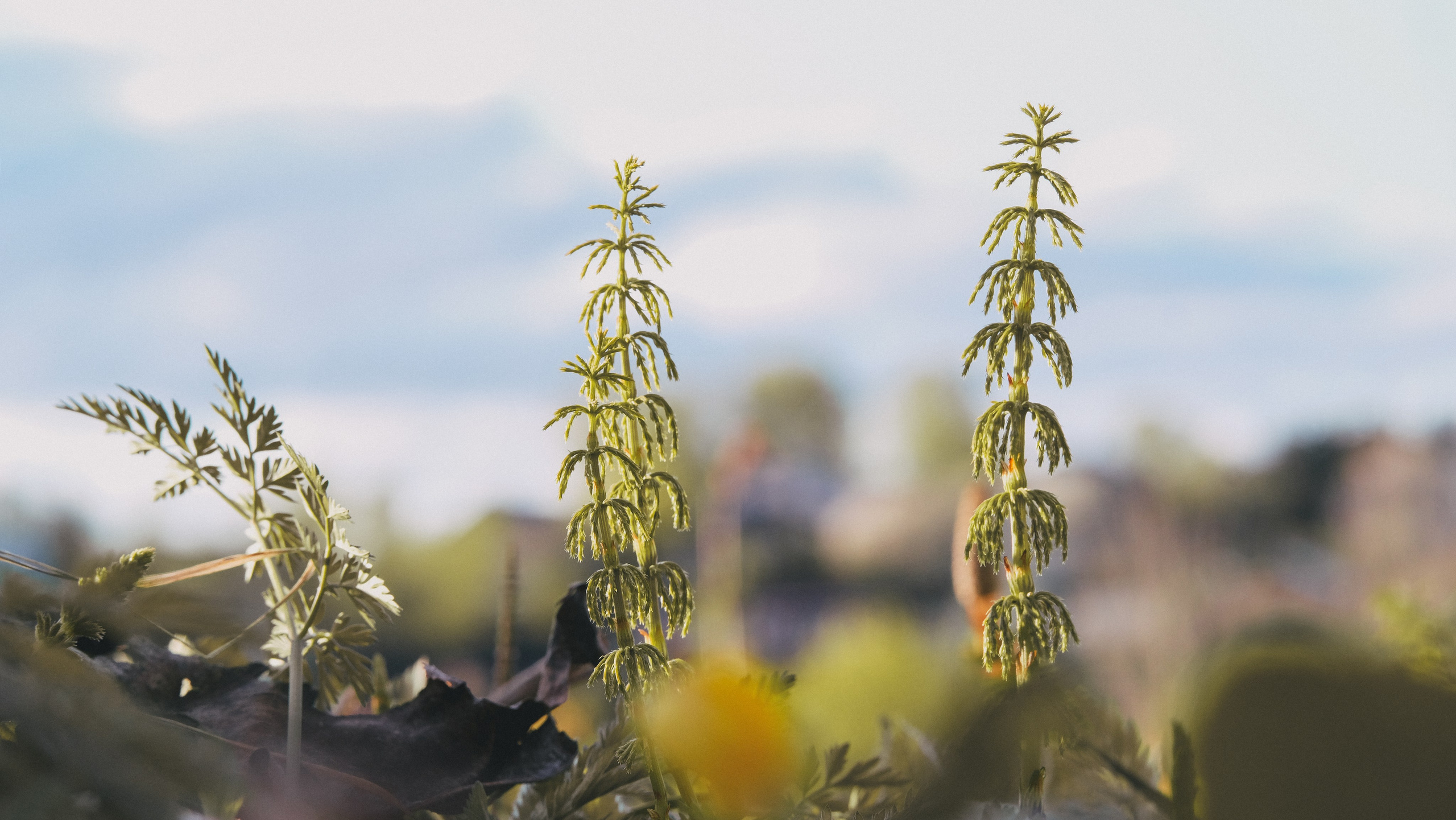 Чем дальше в лес. KRUTOVA_фотографирую жизнь