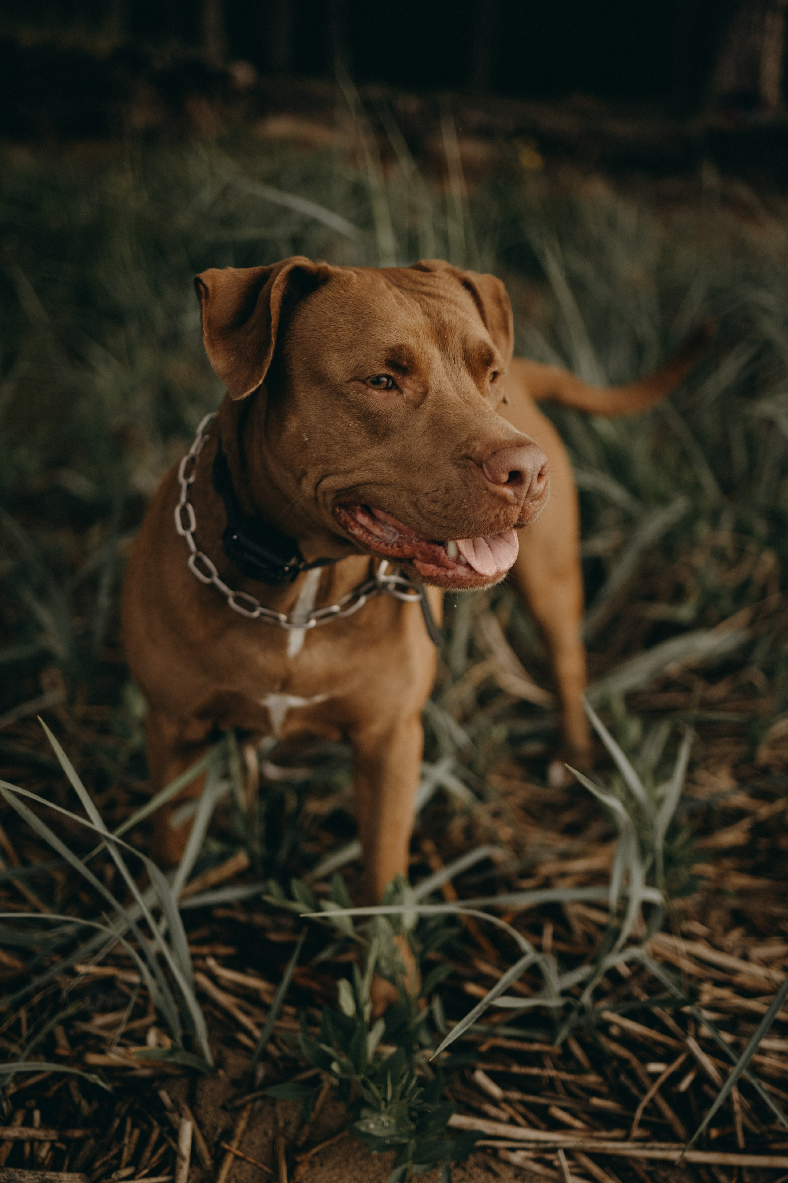 Бонни и ее семья. Фотограф — Анималист | Санкт-Петербург
