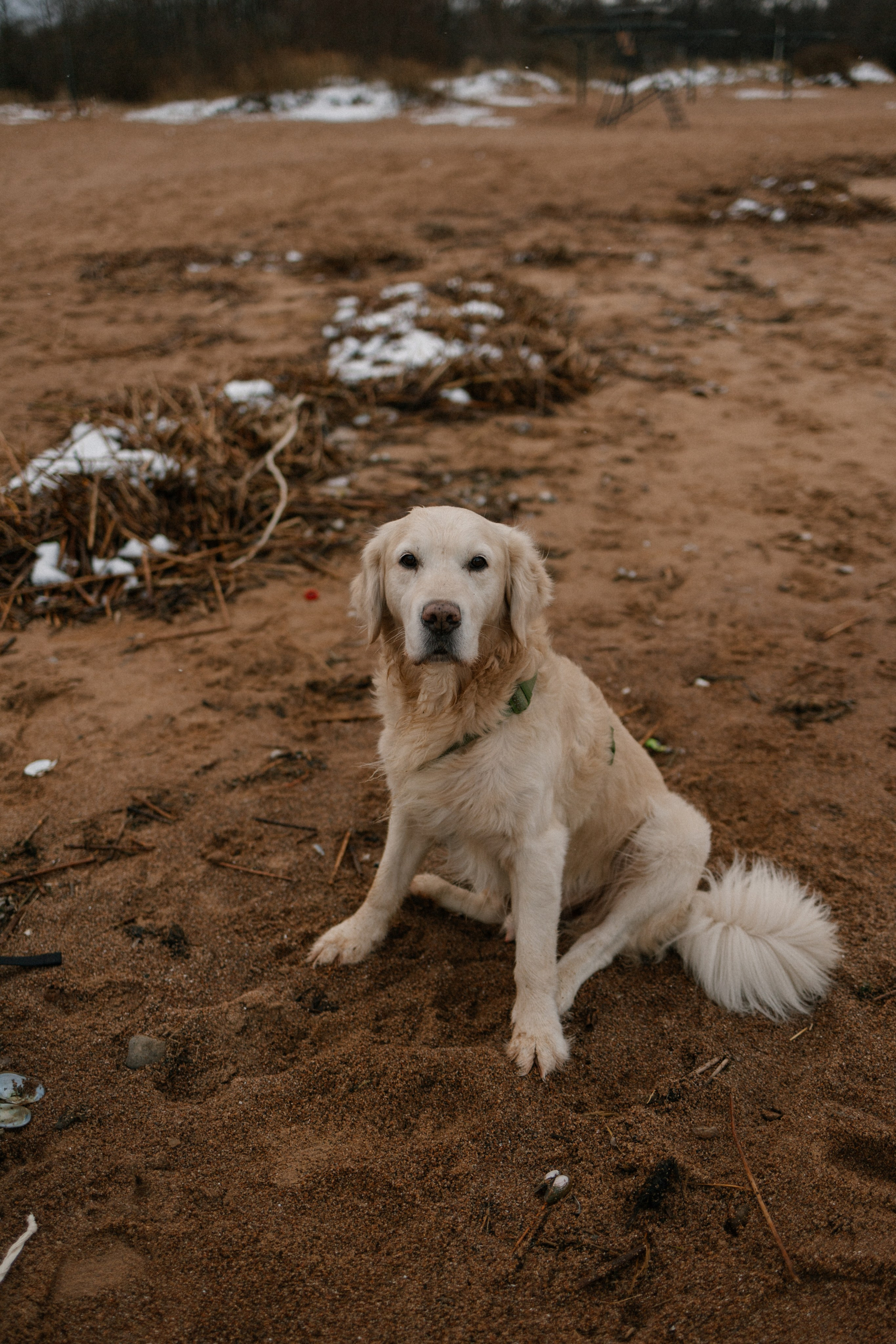 Ирина и Бася. Фотограф — Анималист | Санкт-Петербург