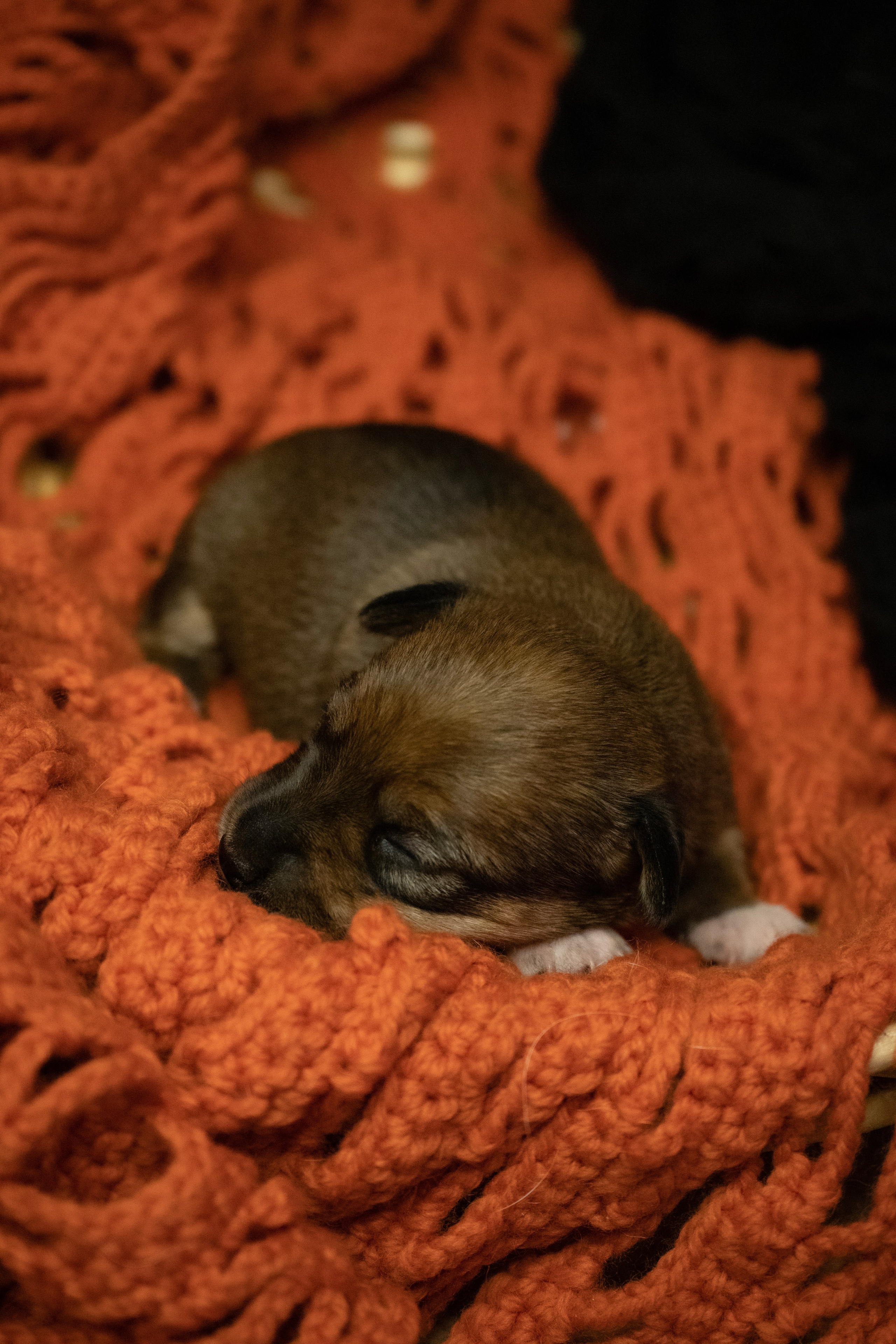 Фотосессии Пушистиков. Фотограф в Санкт-Петербурге Виктория Барышникова