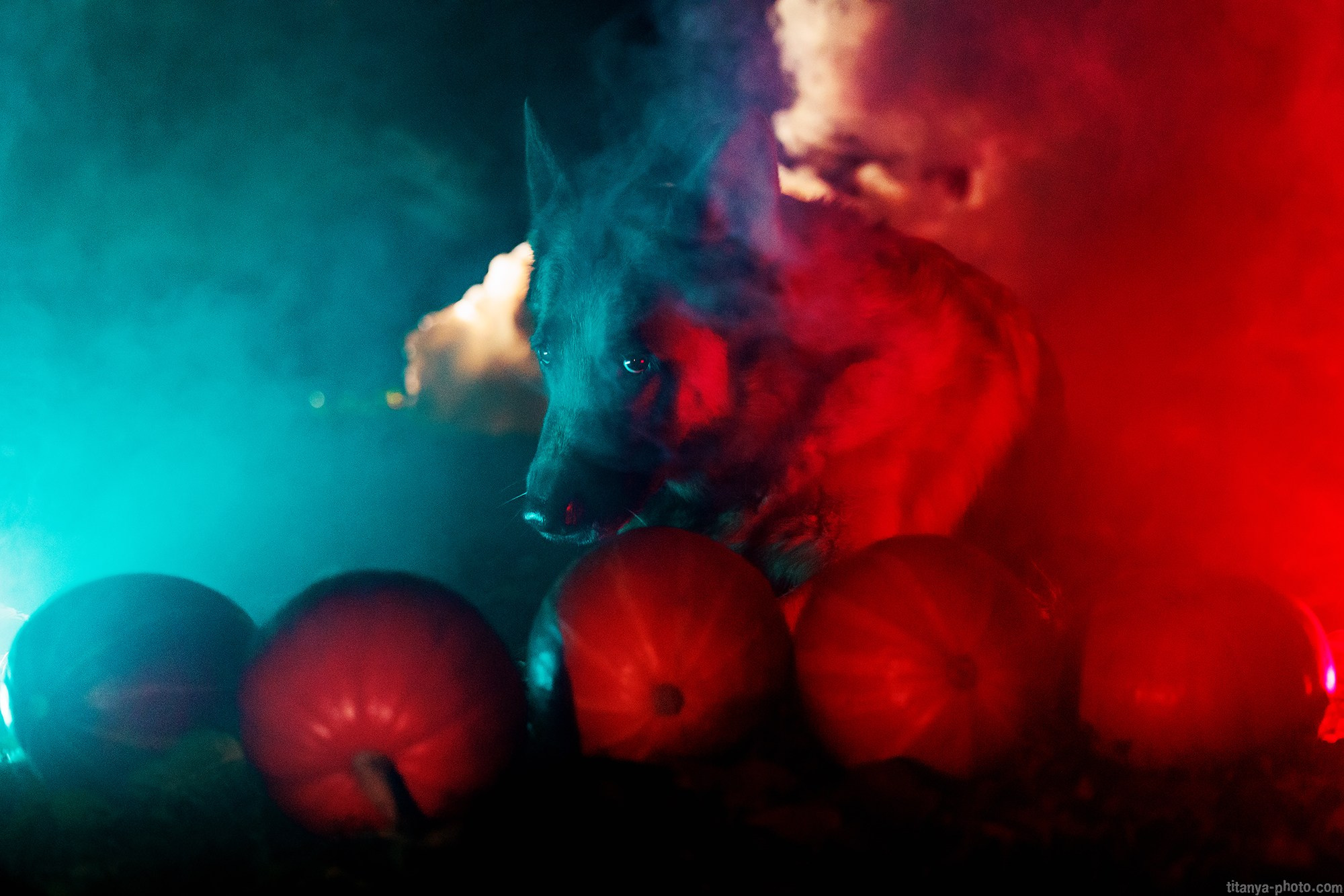 Happy Halloween!. Фотограф собак, фотограф-анималист Аня Титова (Titanya). Москва