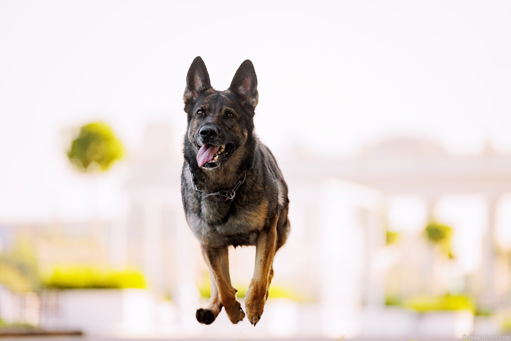 Маша и Харпи. Фотограф собак, фотограф-анималист Аня Титова (Titanya). Москва