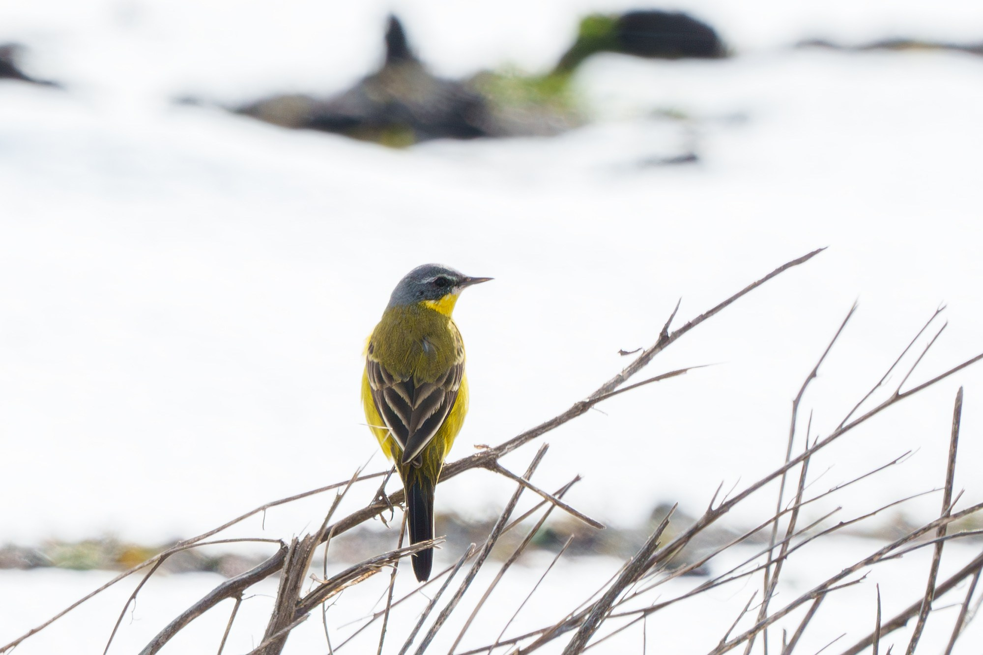 Удивительные мир птиц. Вокруг нас столько прекрасного — присмотритесь!. Ваш личный фотограф Марина Волкова