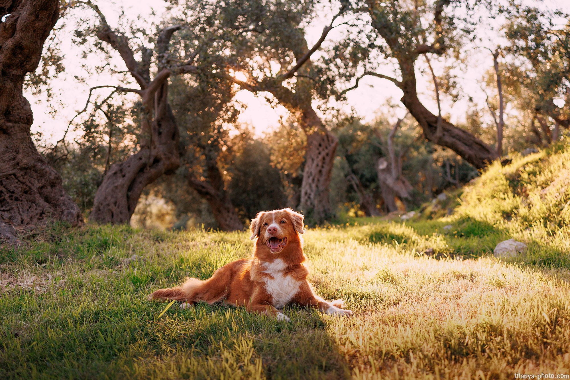Фотография собак, фотограф-анималист Москва. Фотограф собак, фотограф-анималист Аня Титова (Titanya). Москва