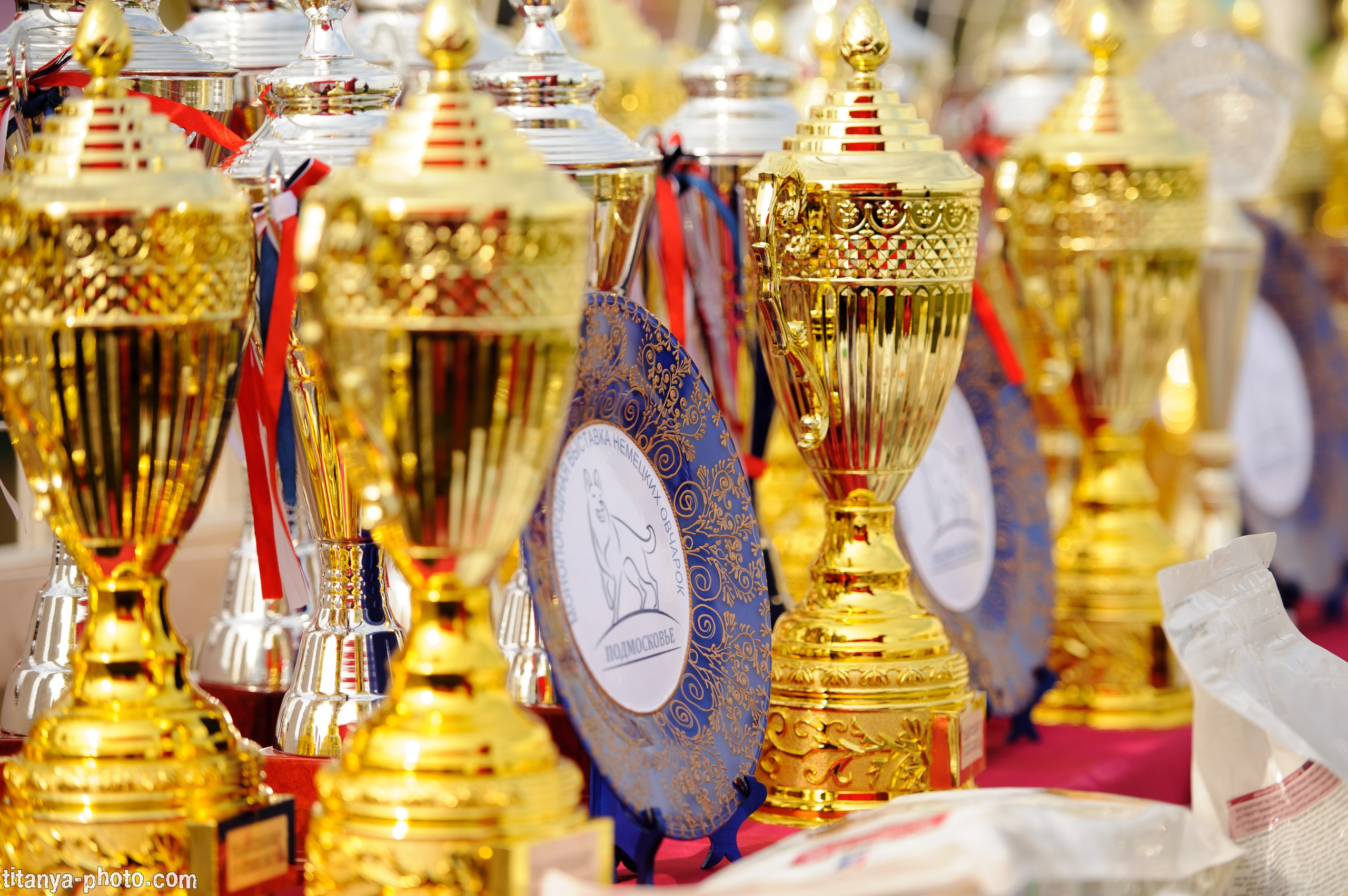 Фотографии с монопородных выставок немецких овчарок. Фотограф собак, фотограф-анималист Аня Титова (Titanya). Москва