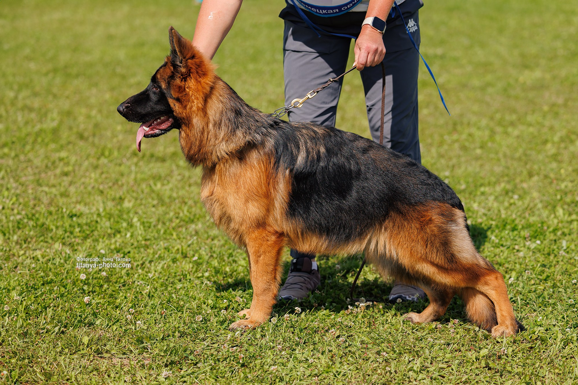 Немецкие овчарки: фото из рингов и вне ринга, мутпроба (фотографии с выставок). Фотограф собак, фотограф-анималист Аня Титова (Titanya). Москва